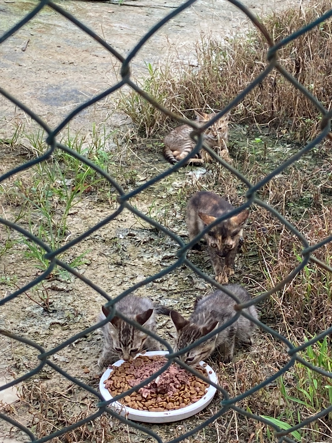 농막 앞에 1미터도 안 되는 짧은 목줄을 해 성묘 4-5마리, 새끼고양이 여러마리 방치하고 있는 농막주인 학대 제보합니다