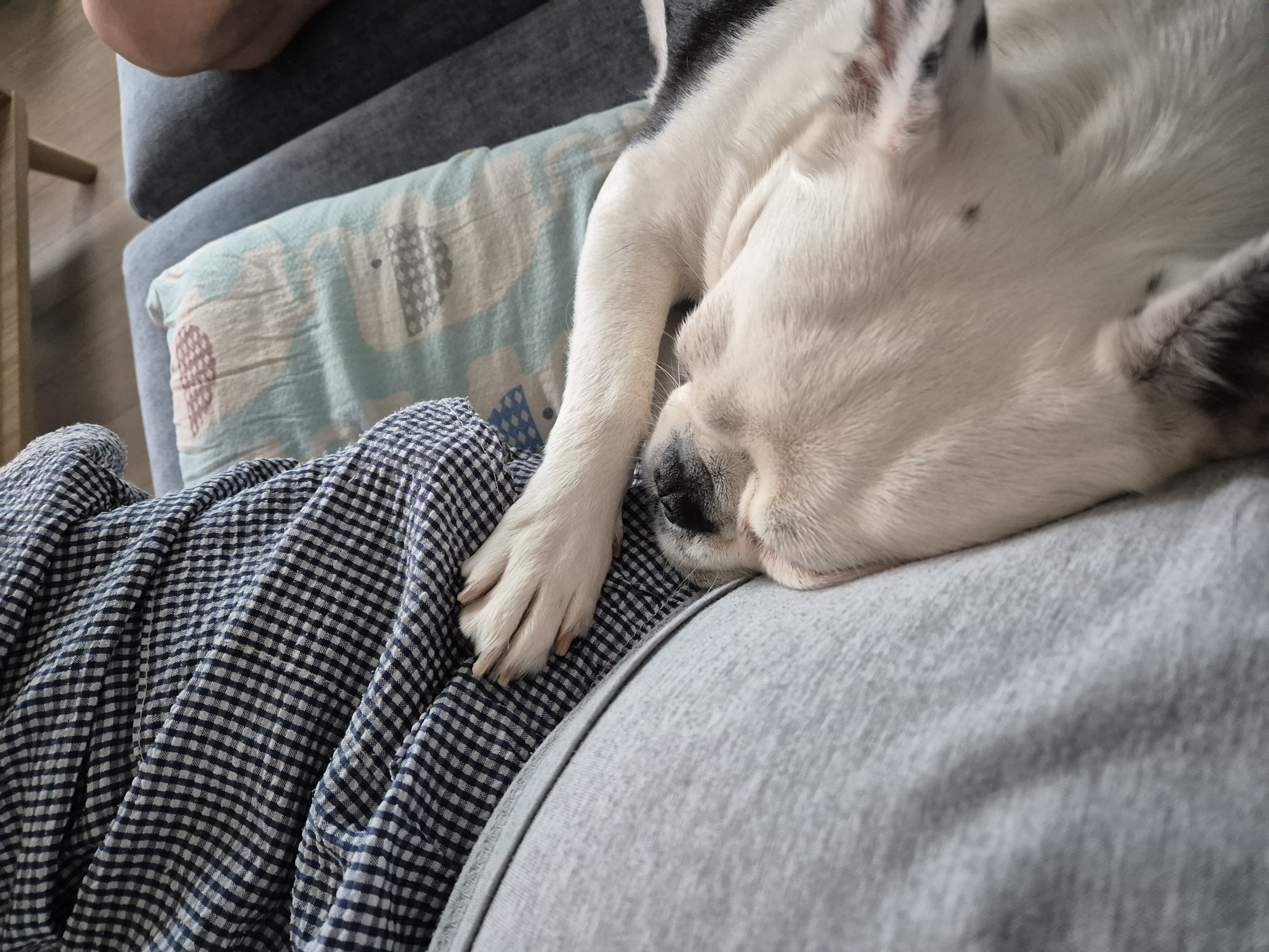 애둥이 근황^^