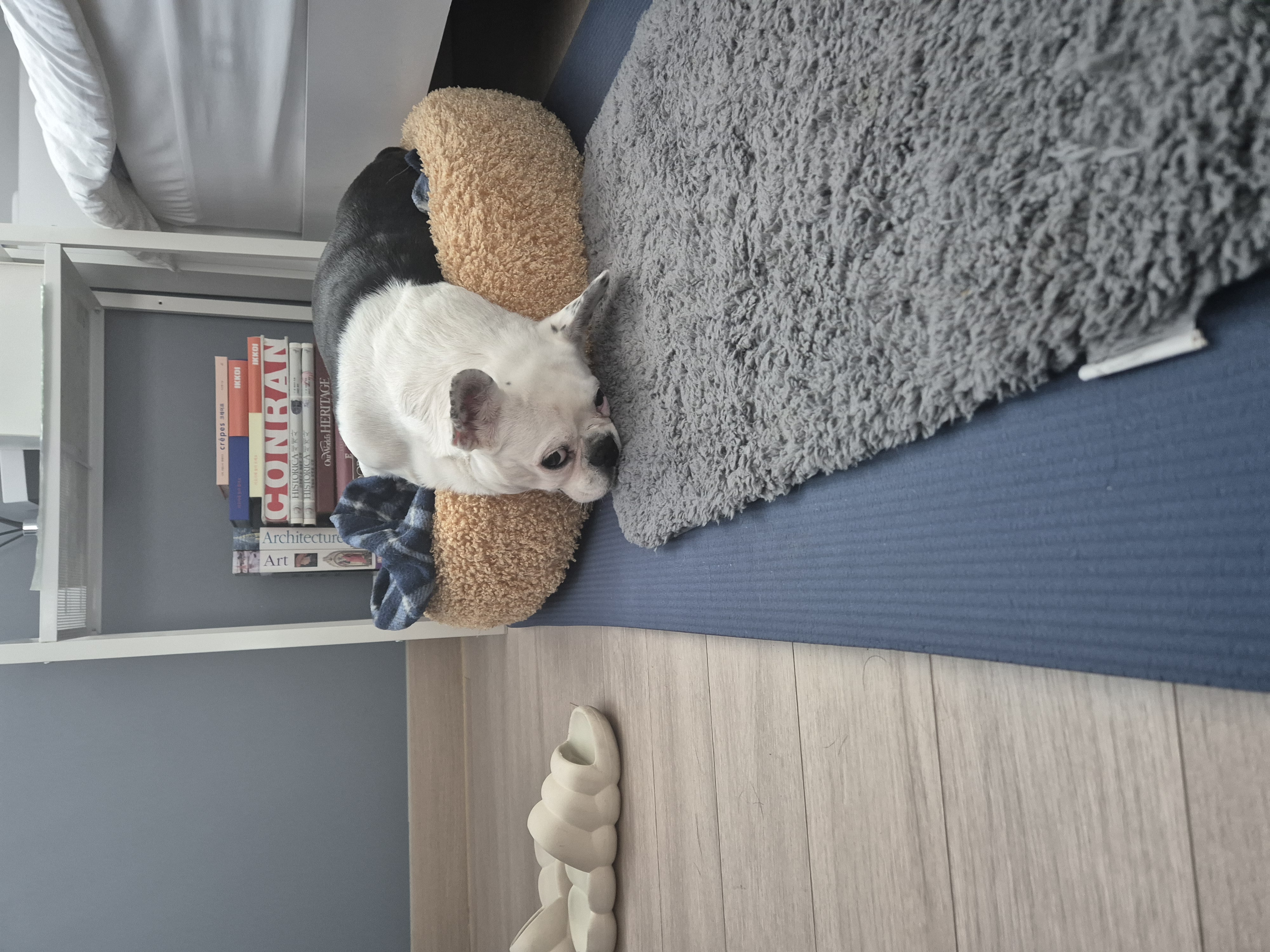 애둥이 근황^^