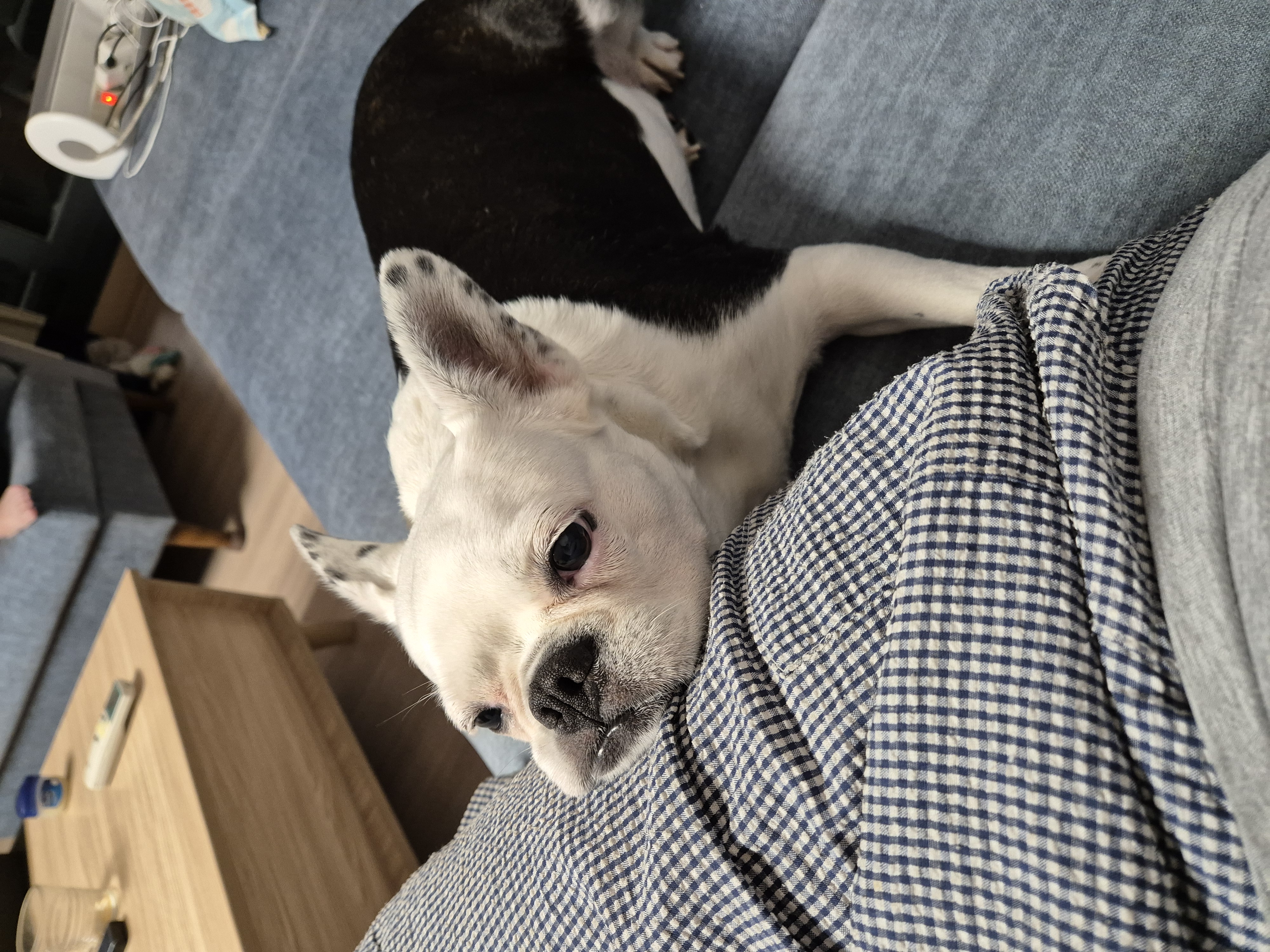 애둥이 근황^^
