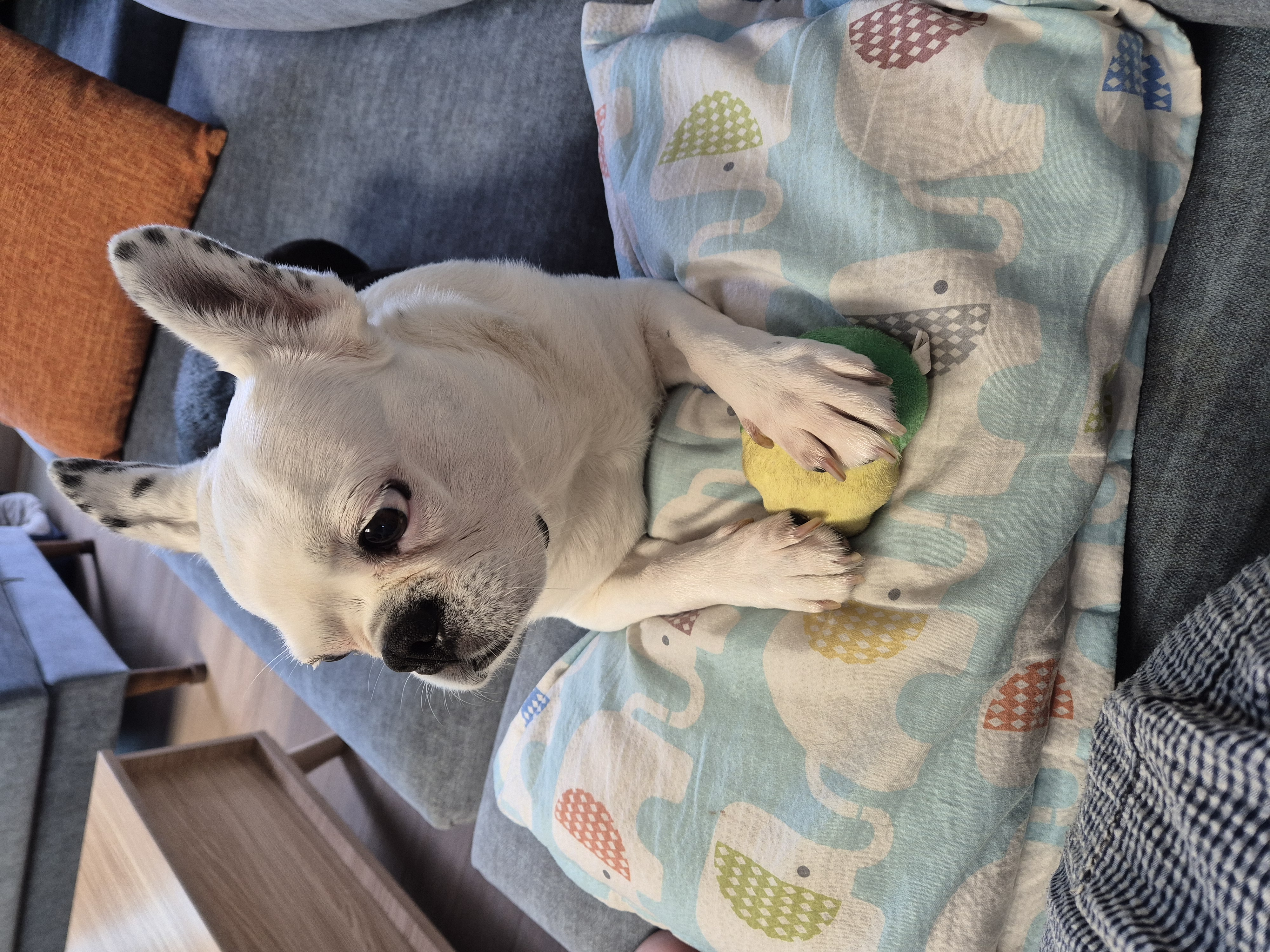 애둥이 근황^^
