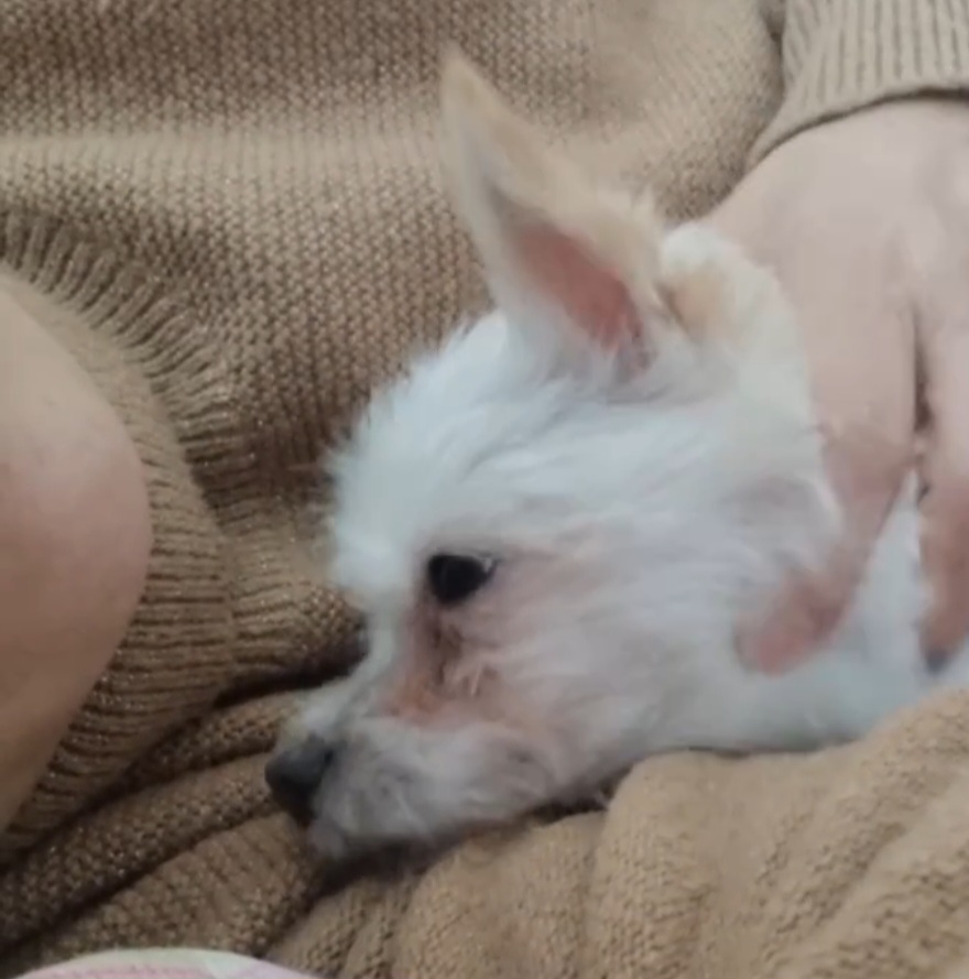 임보1년6개월차