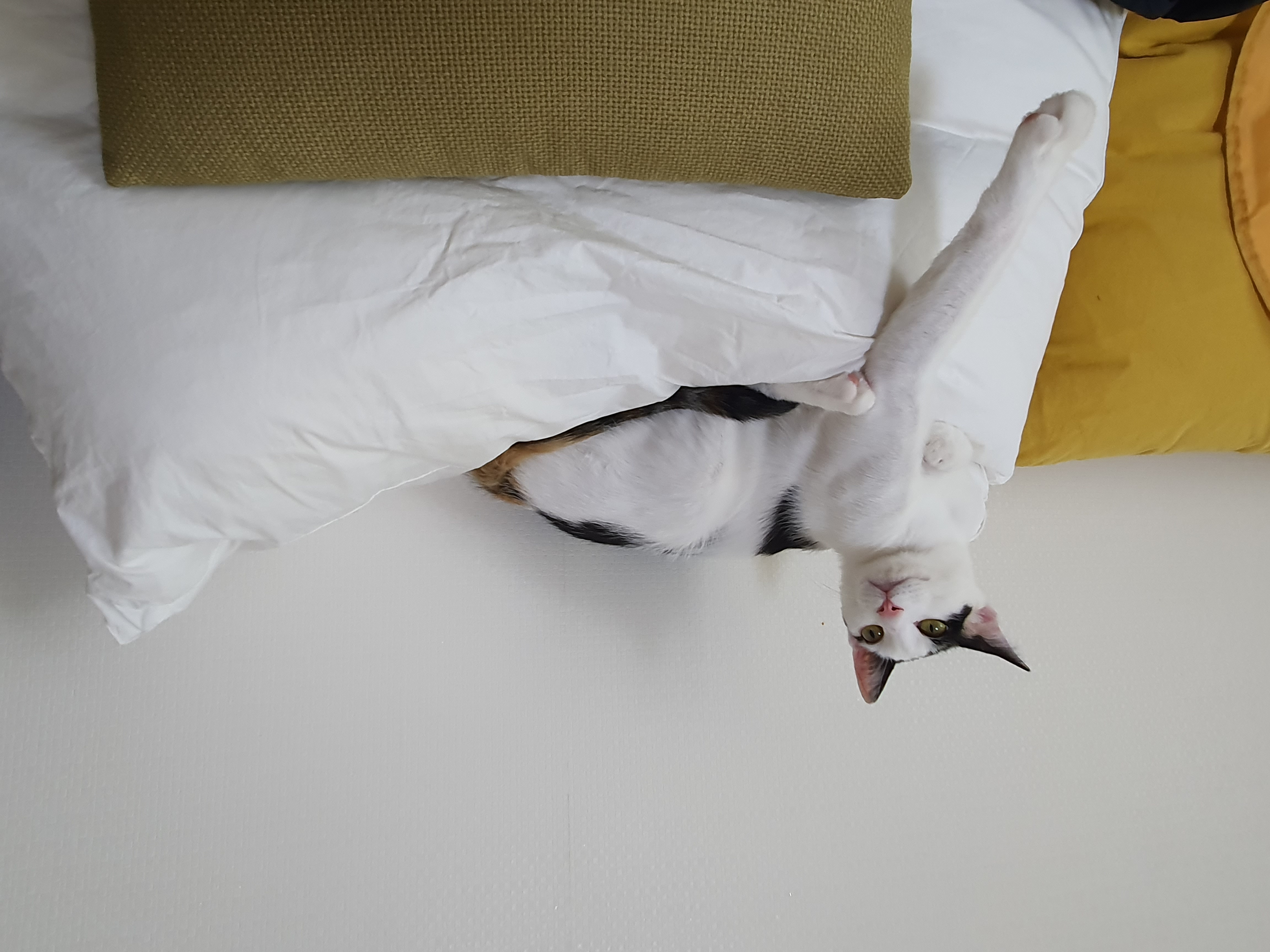 오랭,조랭이(늘봄,온봄이) 근황