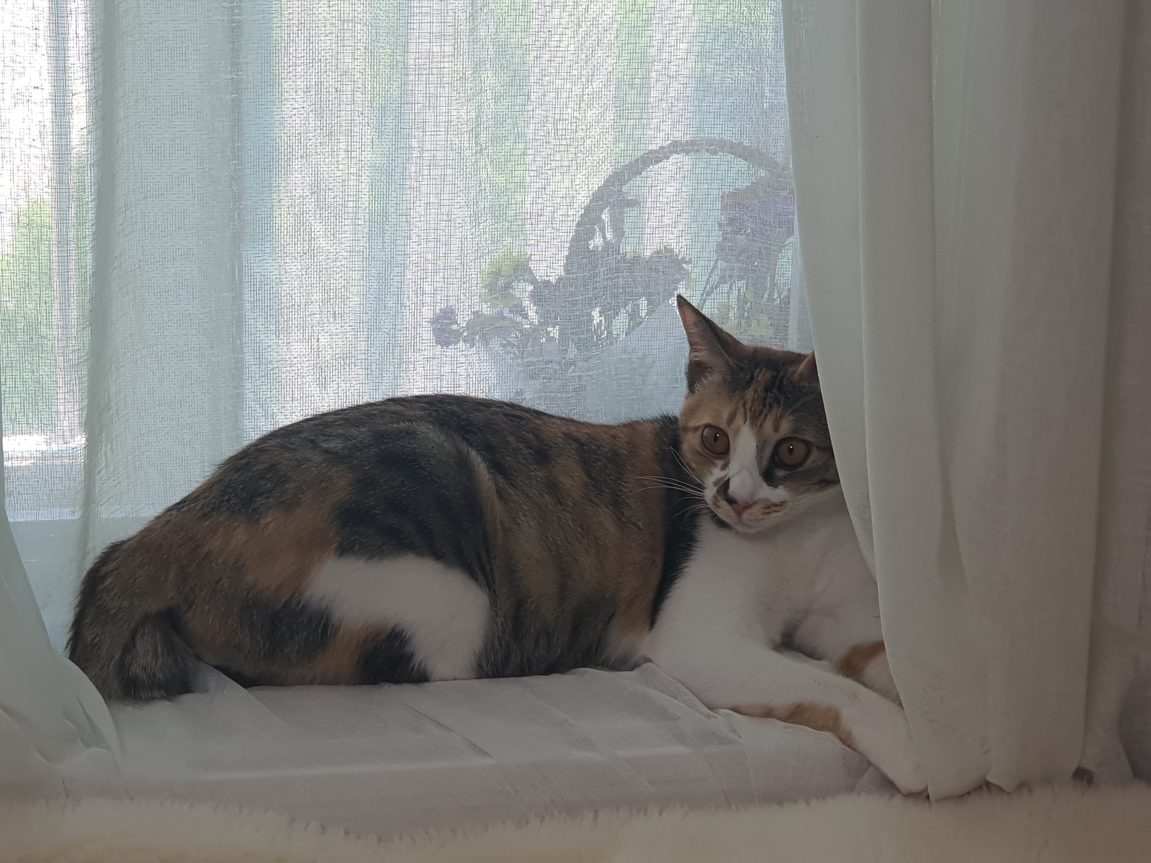 오랭,조랭이(늘봄,온봄이) 근황