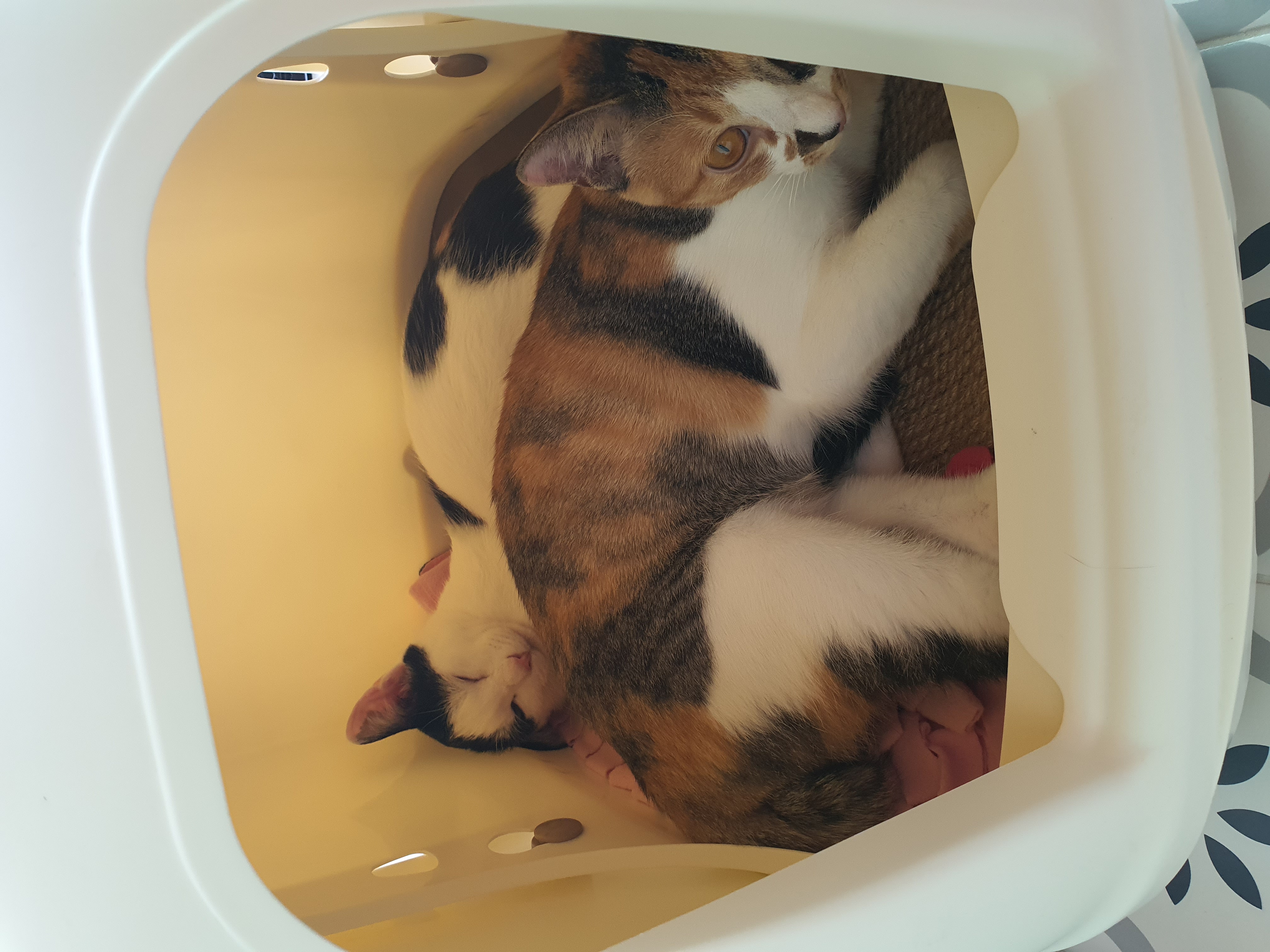 오랭,조랭이(늘봄,온봄이) 근황