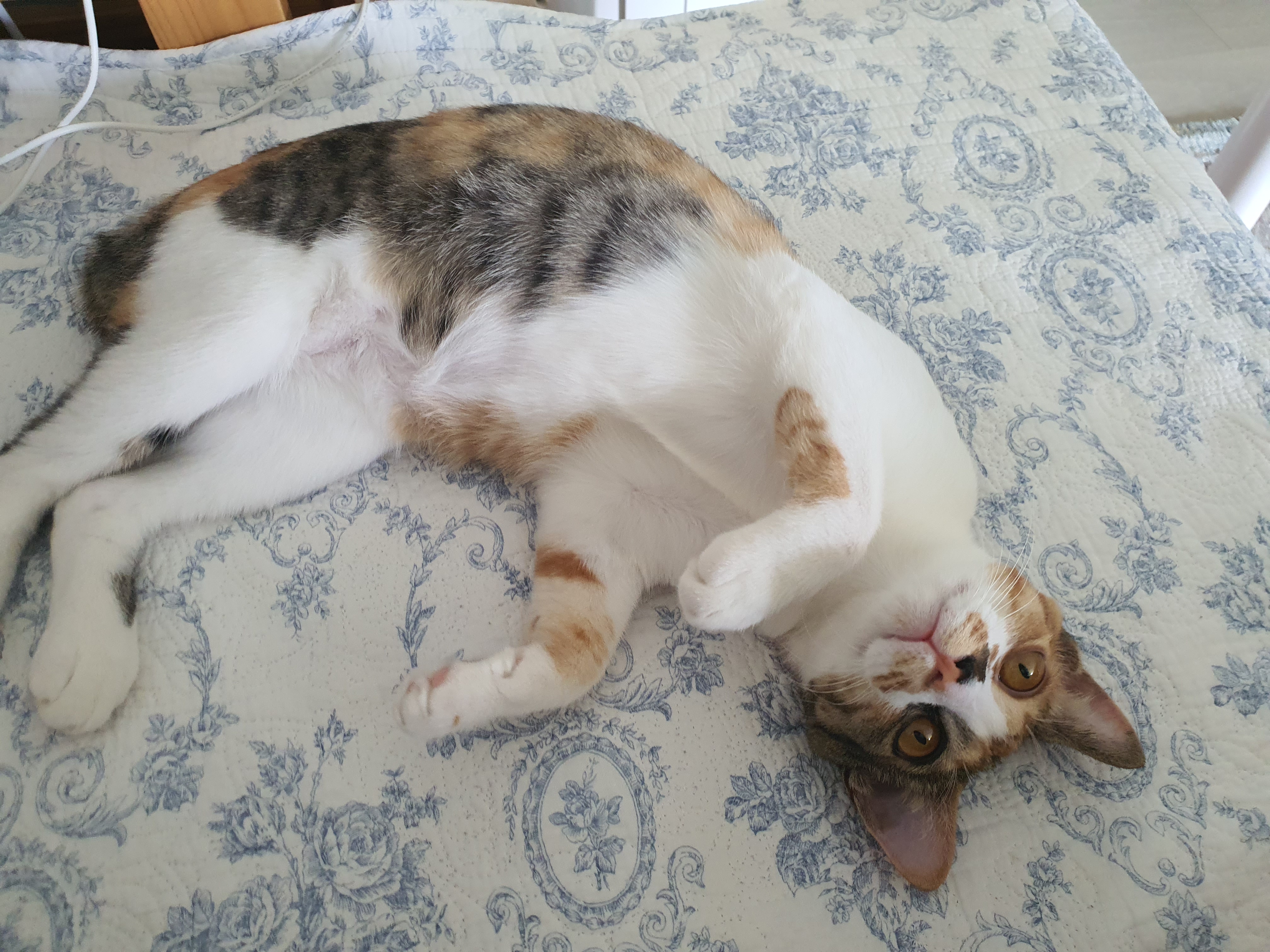 오랭,조랭이(늘봄,온봄이) 근황
