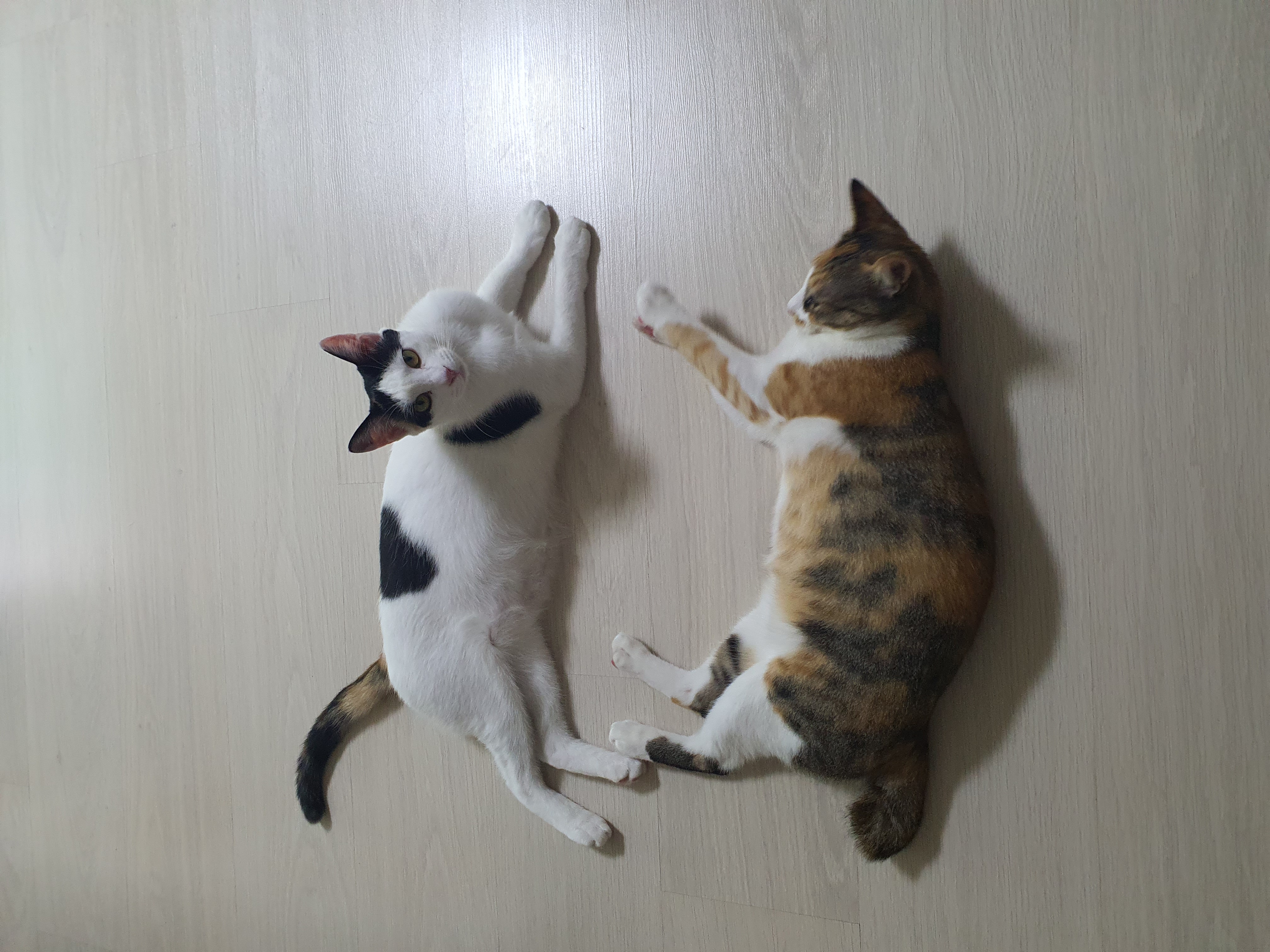 오랭,조랭이(늘봄,온봄이) 근황