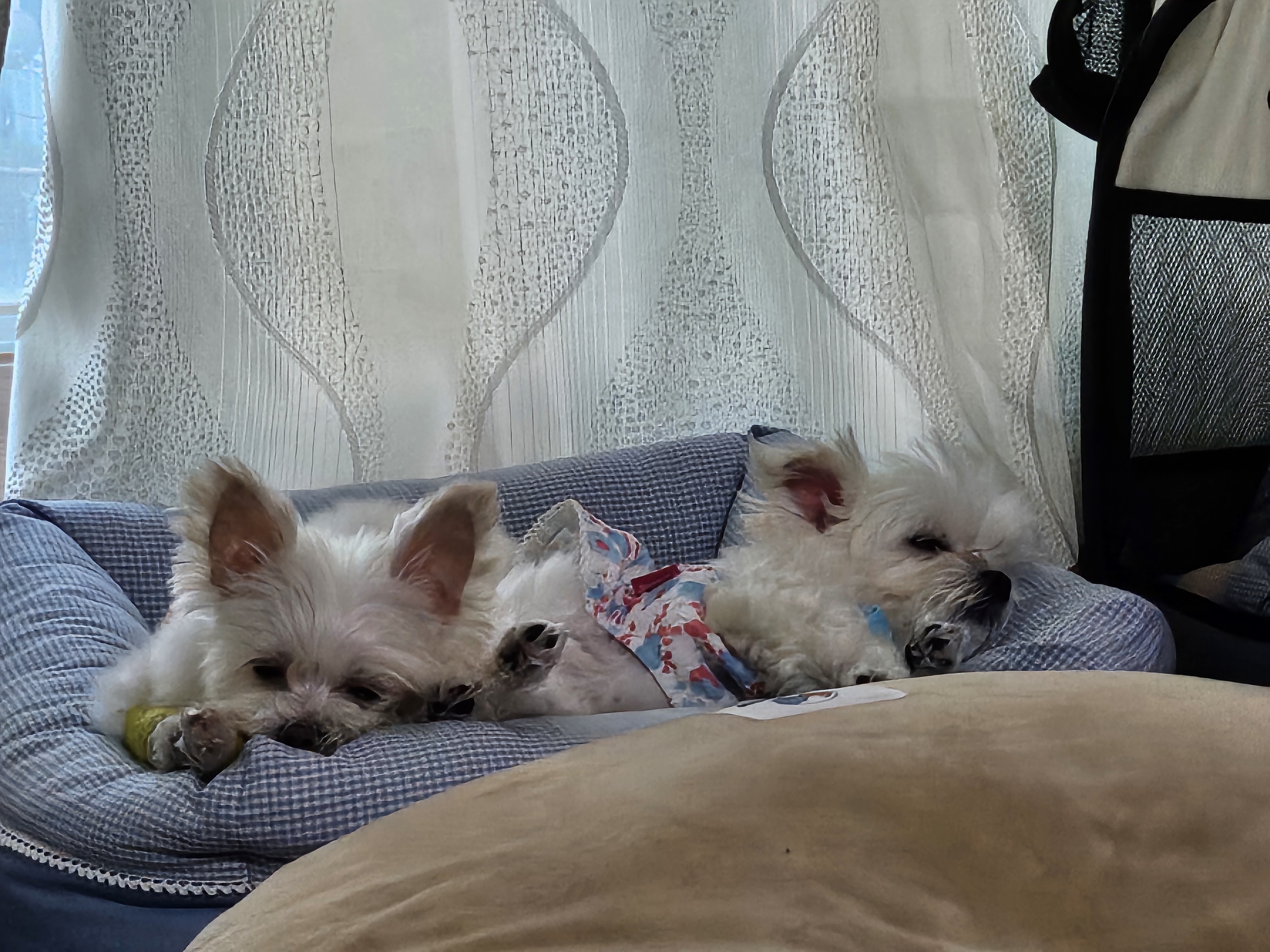 꾸미(익준이)와 함께한 지 1년❤️