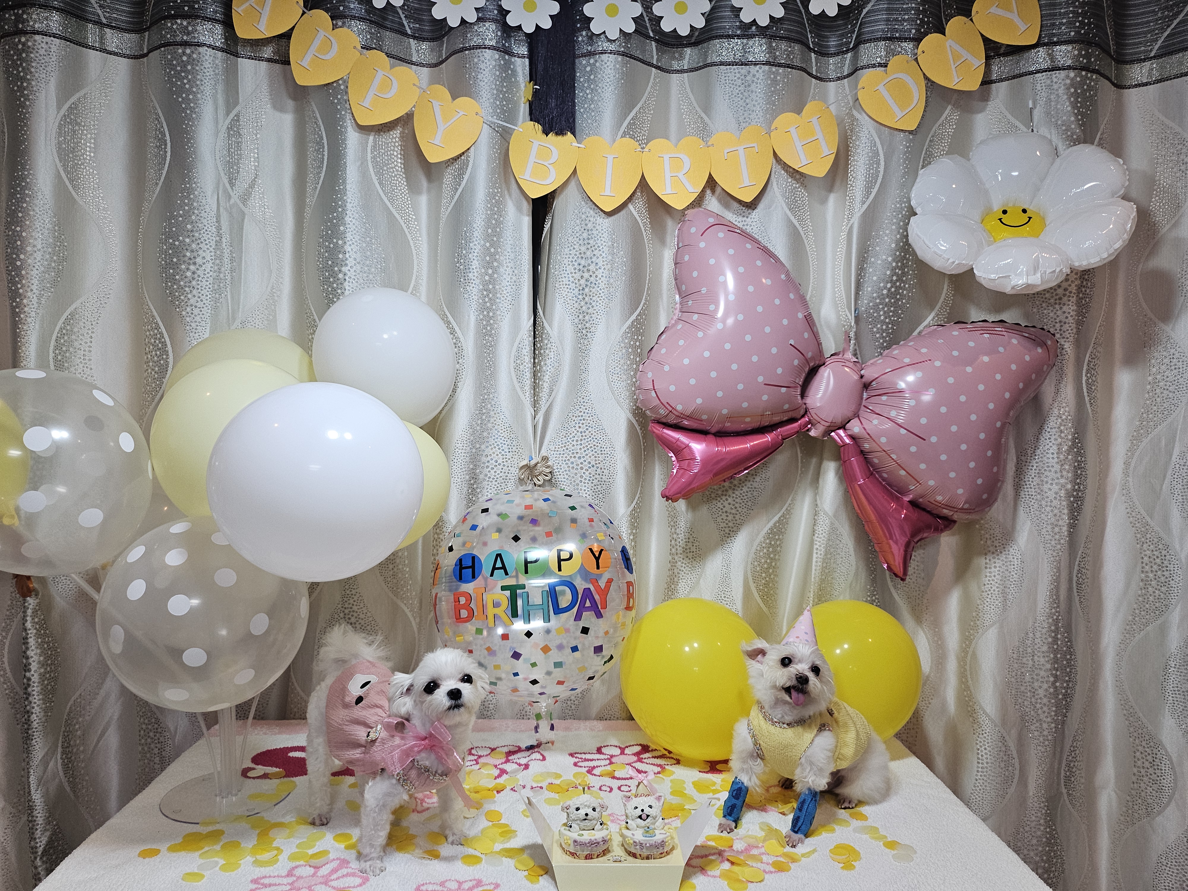 꾸미(익준이)와 함께한 지 1년❤️