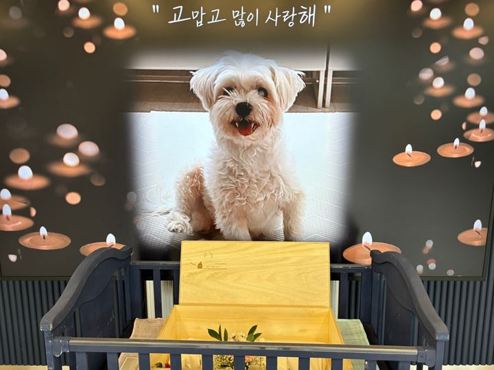 저의 전부였던 영광이가 무지개다리를 건넜습니다.