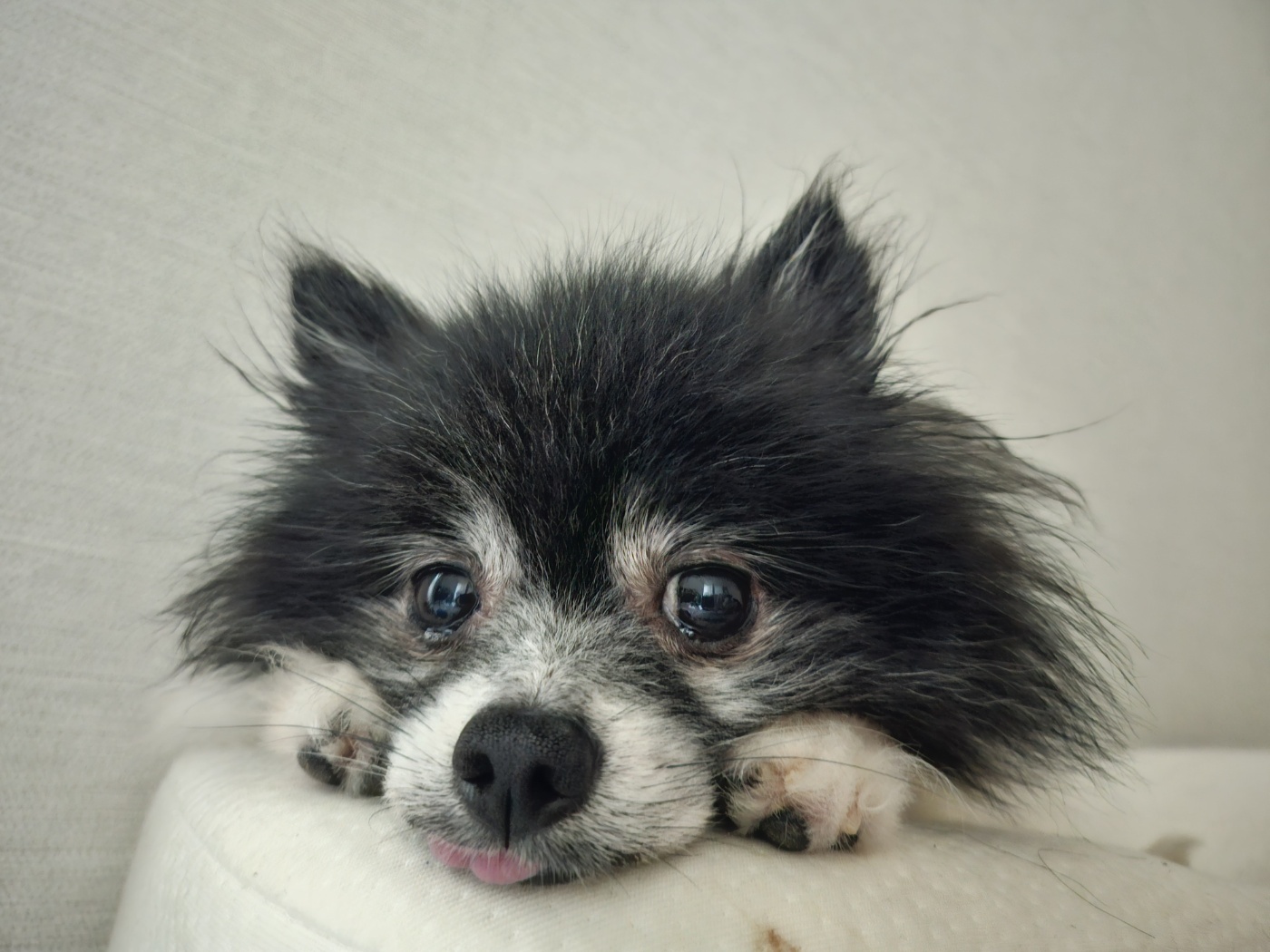 봄이(하울이) 임보 3개월차