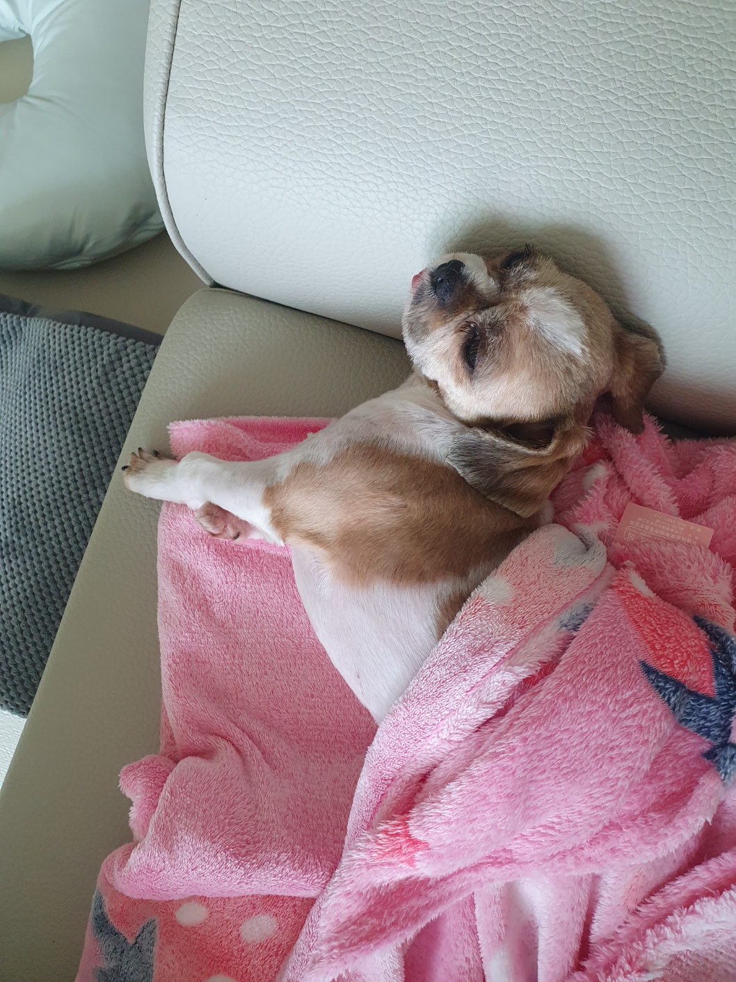 뽀뽀 입양이 한달이 지났네요^^