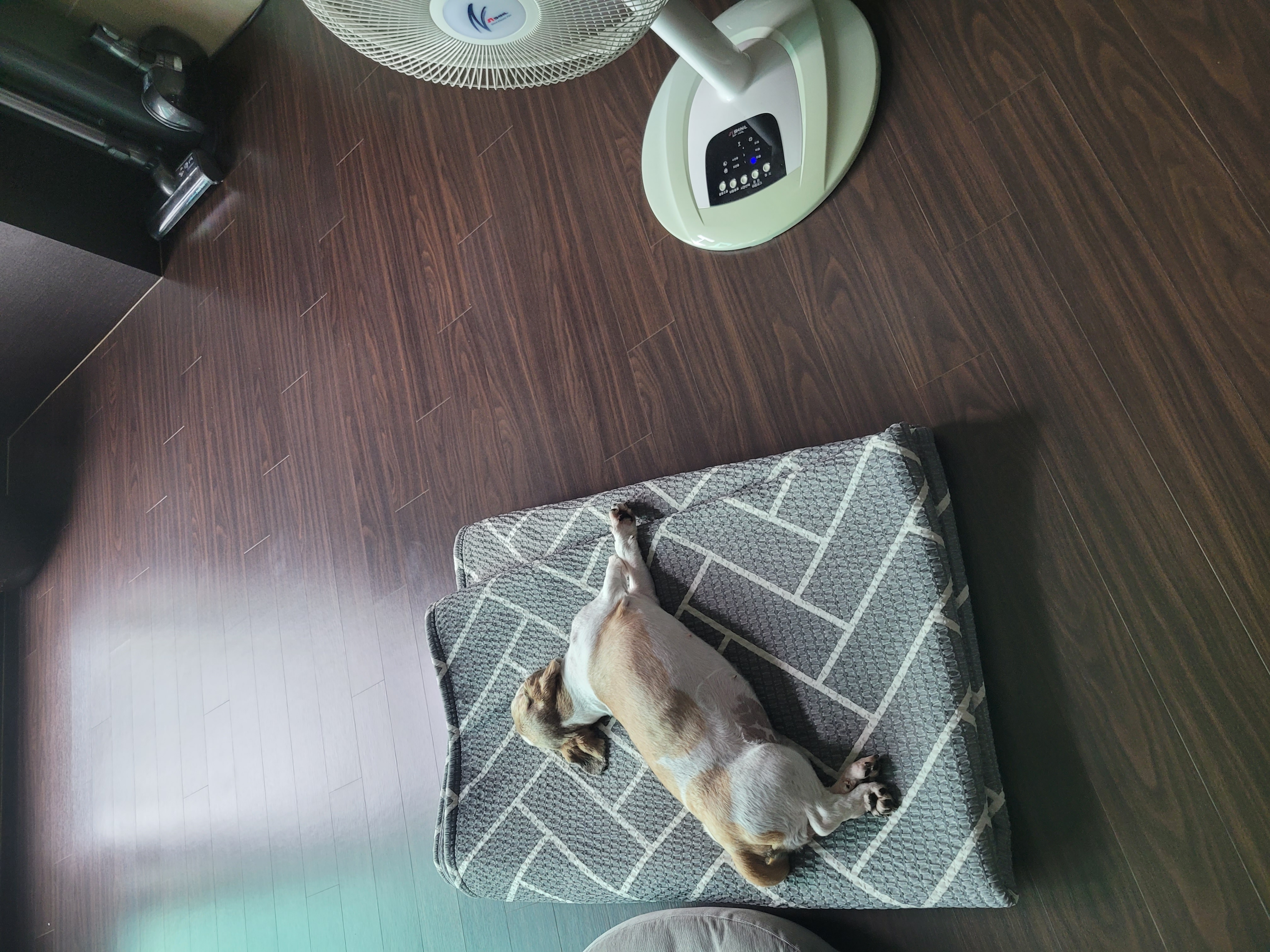 뽀뽀 입양이 한달이 지났네요^^