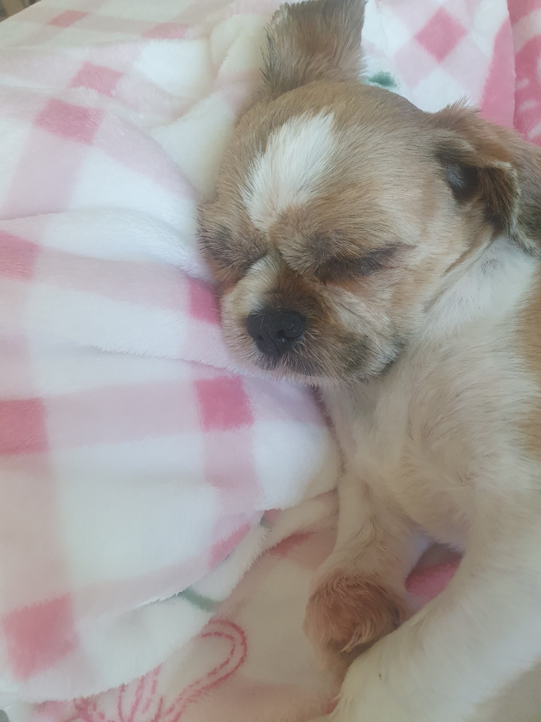 뽀뽀 입양이 한달이 지났네요^^
