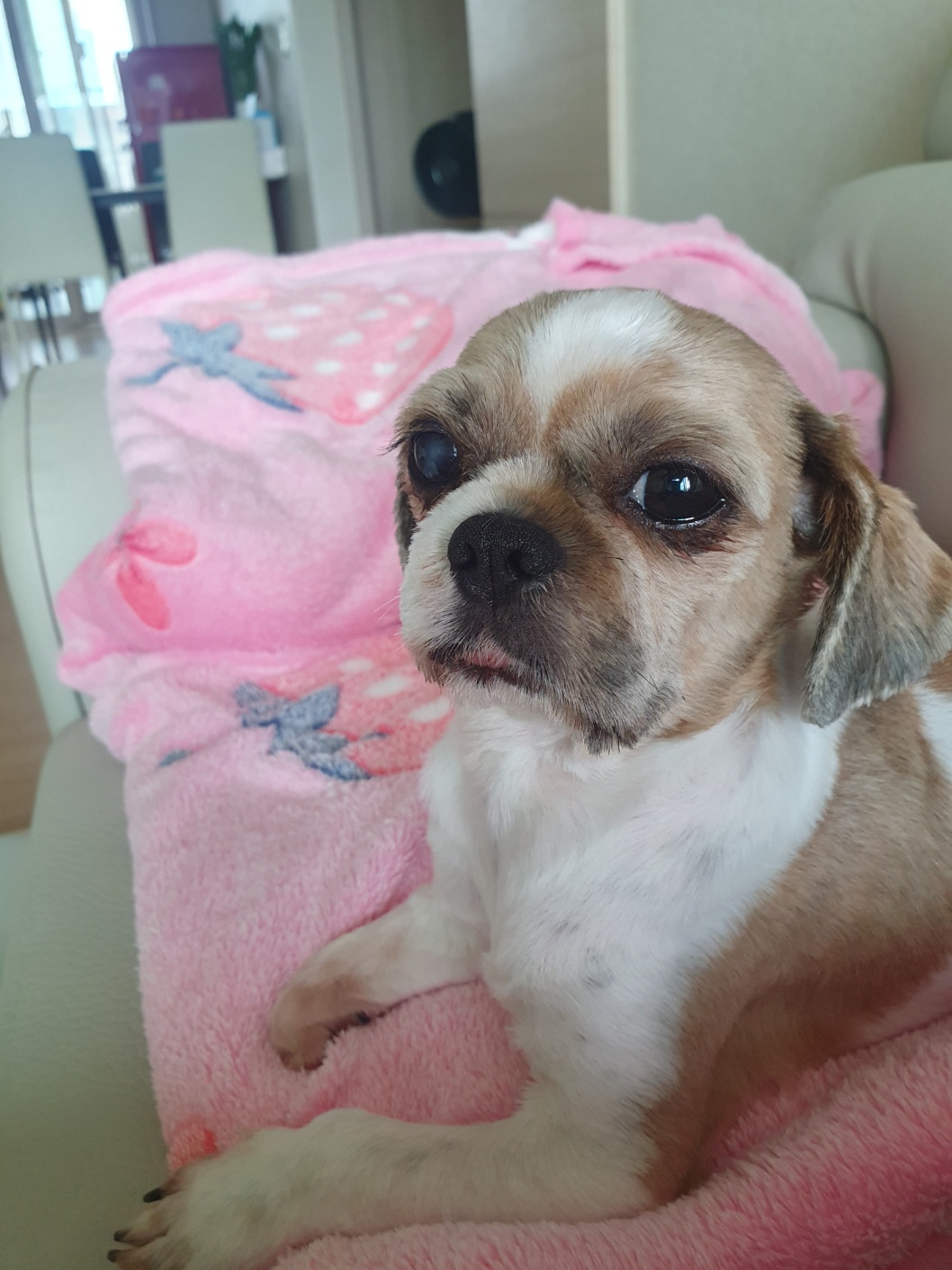 뽀뽀 입양이 한달이 지났네요^^