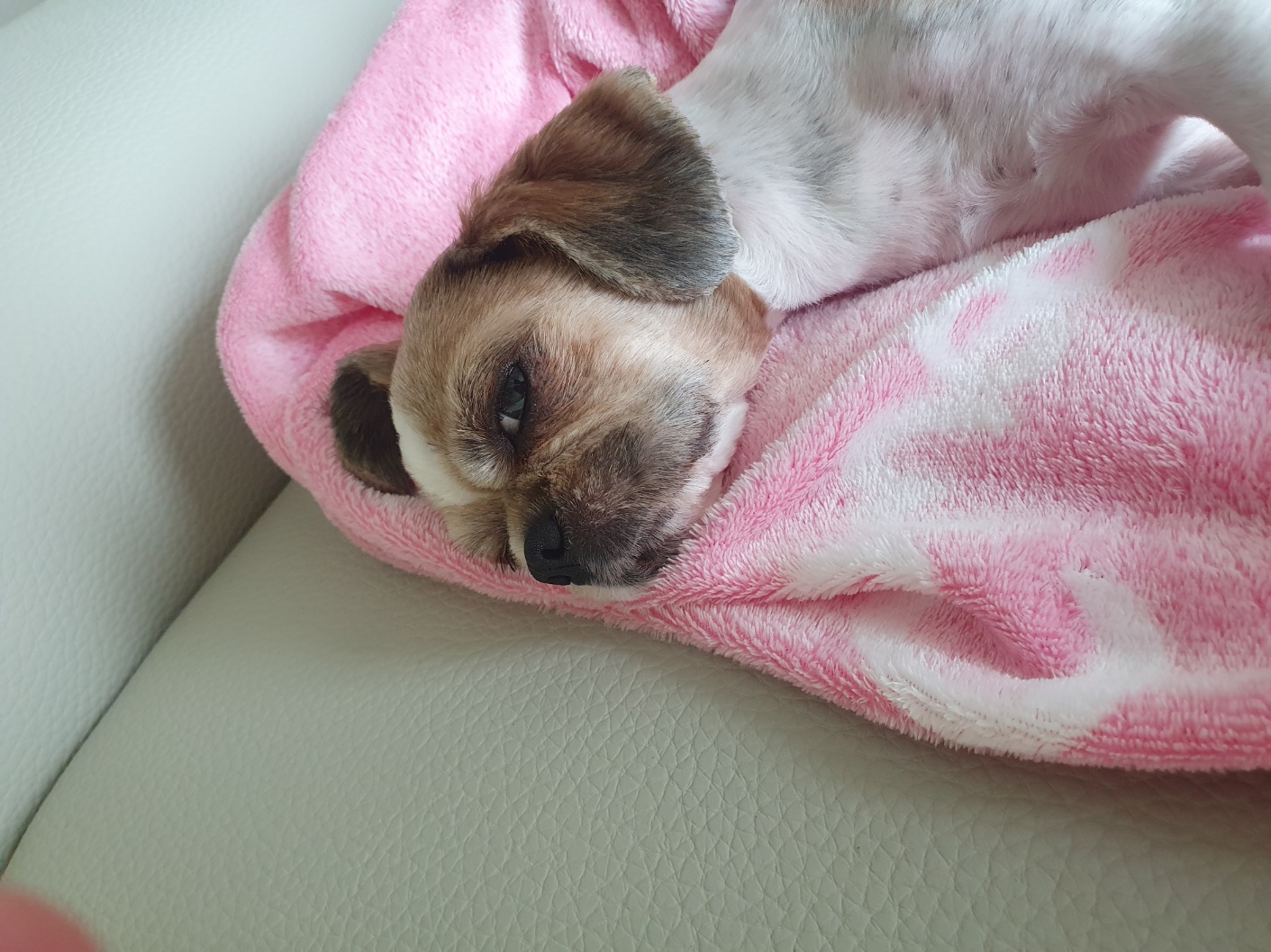 뽀뽀 입양이 한달이 지났네요^^