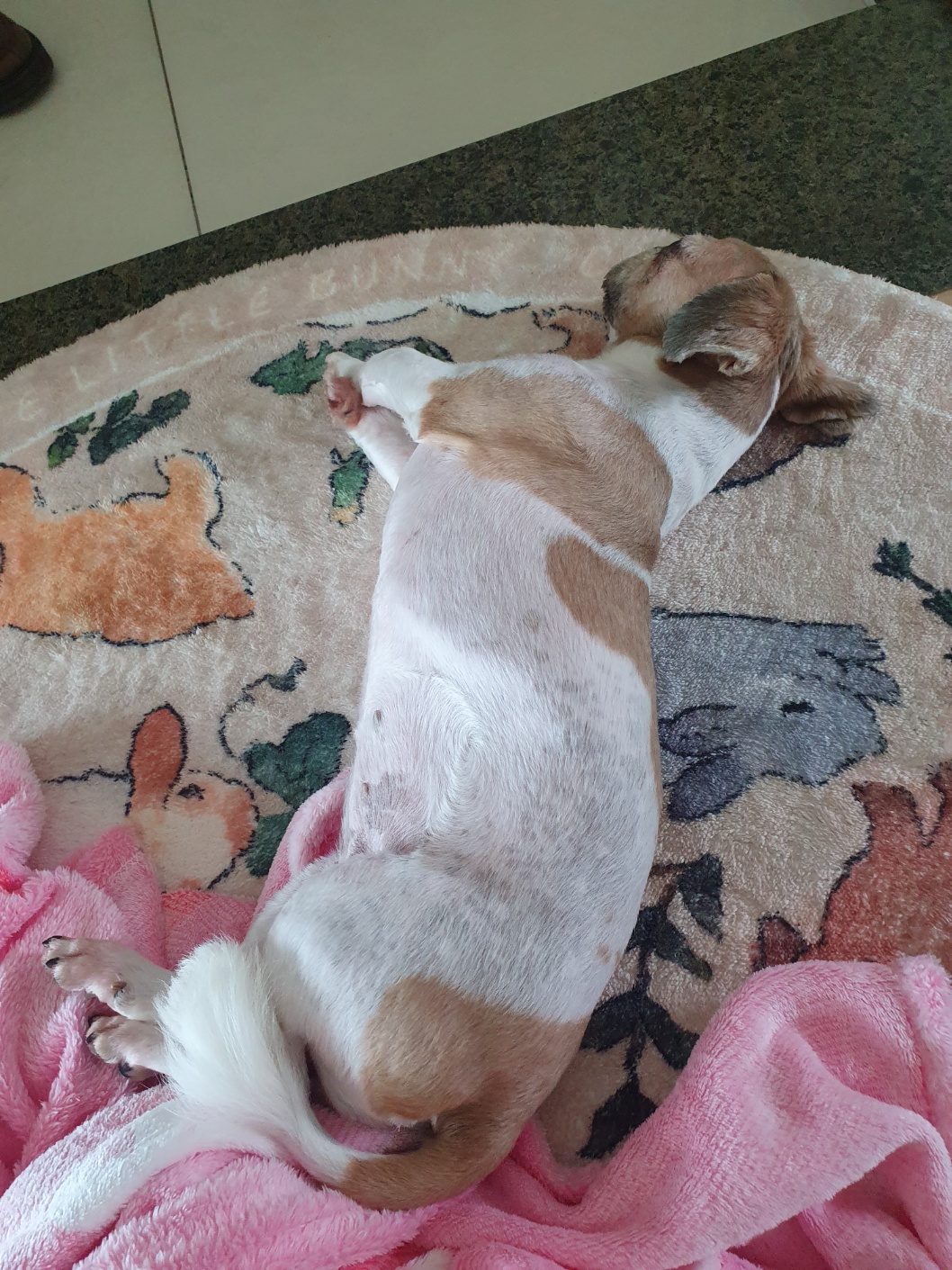 뽀뽀 입양이 한달이 지났네요^^