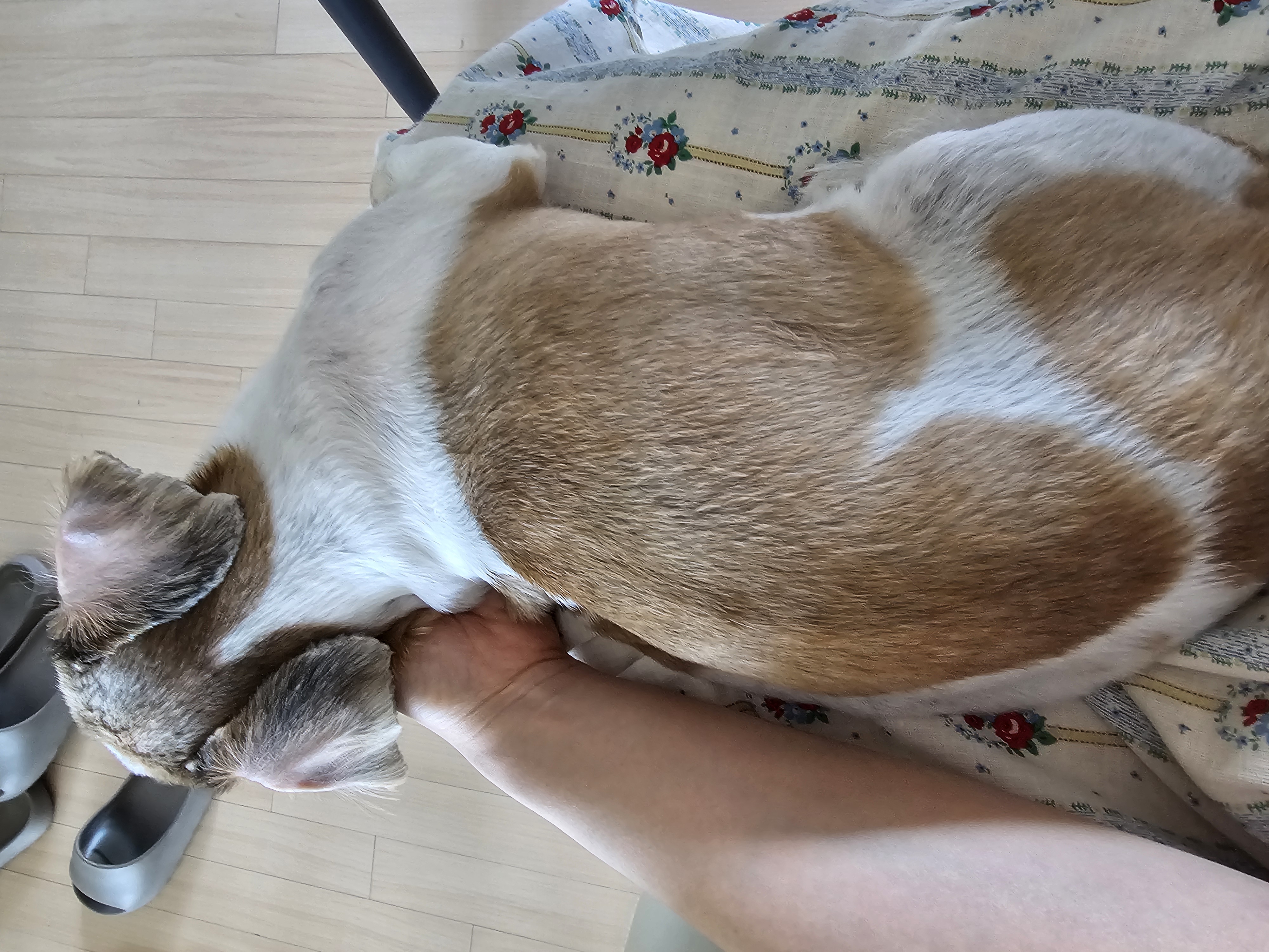 뽀뽀 입양이 한달이 지났네요^^