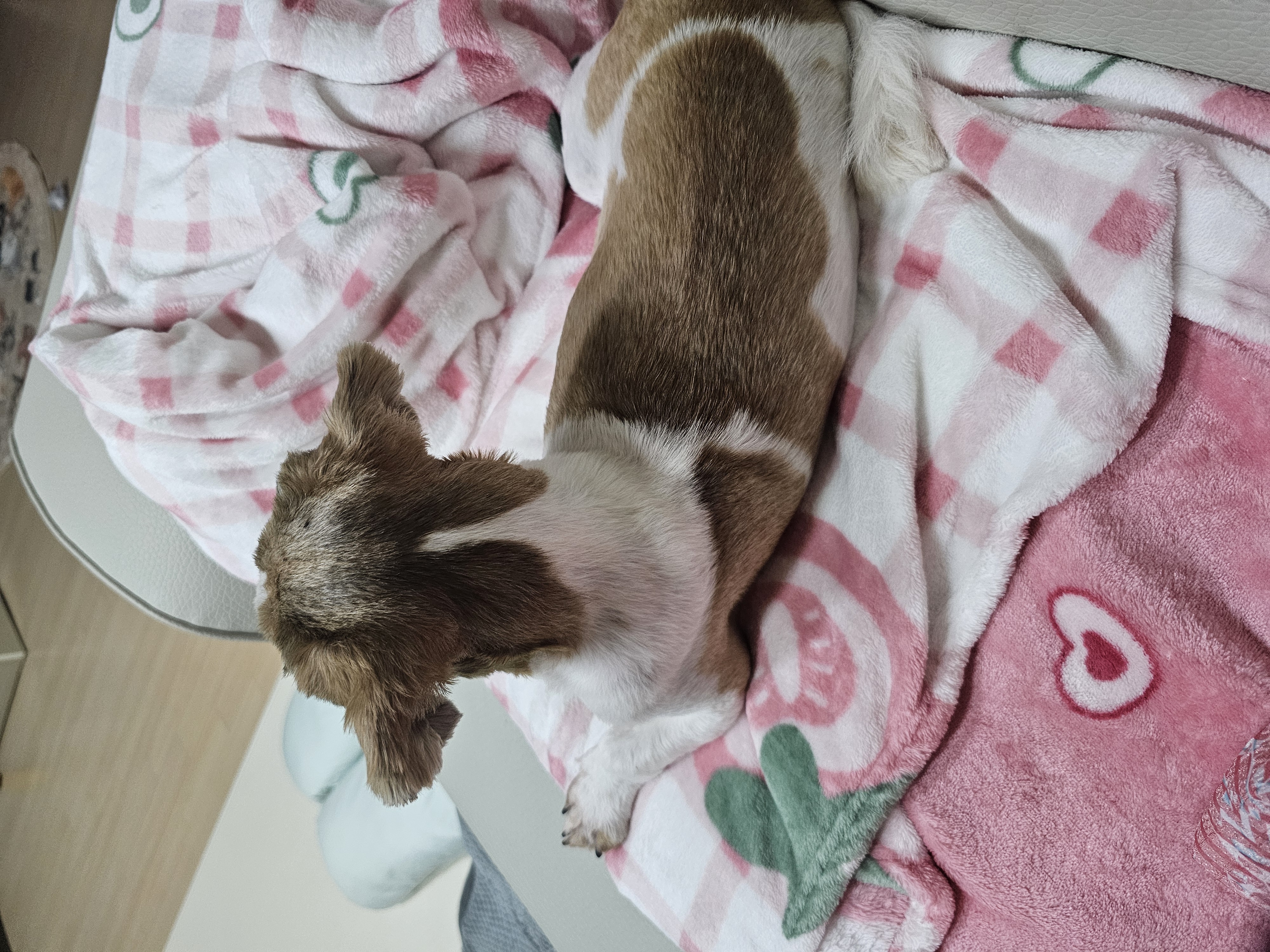 뽀뽀 입양이 한달이 지났네요^^