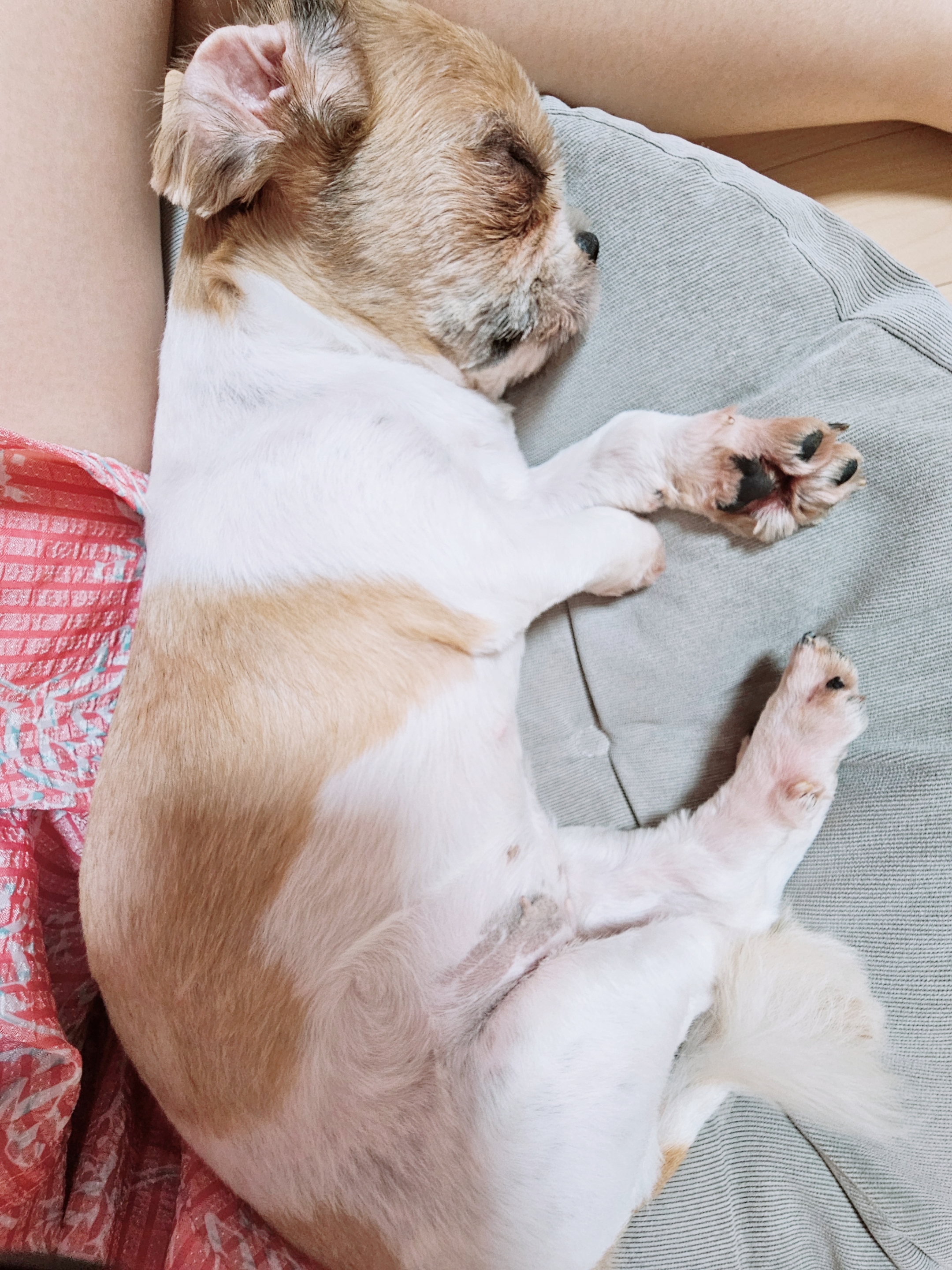 뽀뽀 입양이 한달이 지났네요^^