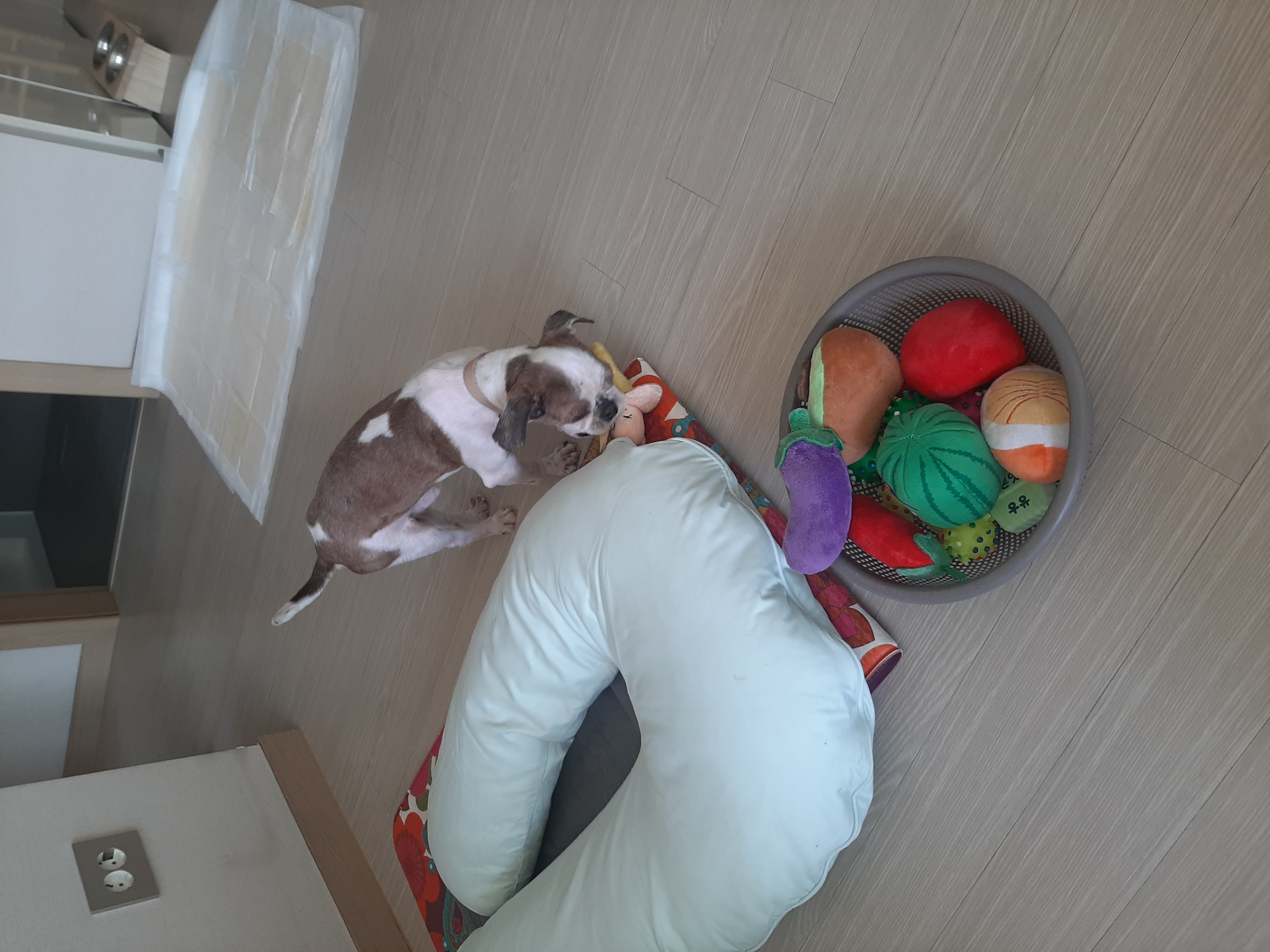 뽀야 3개월차후기