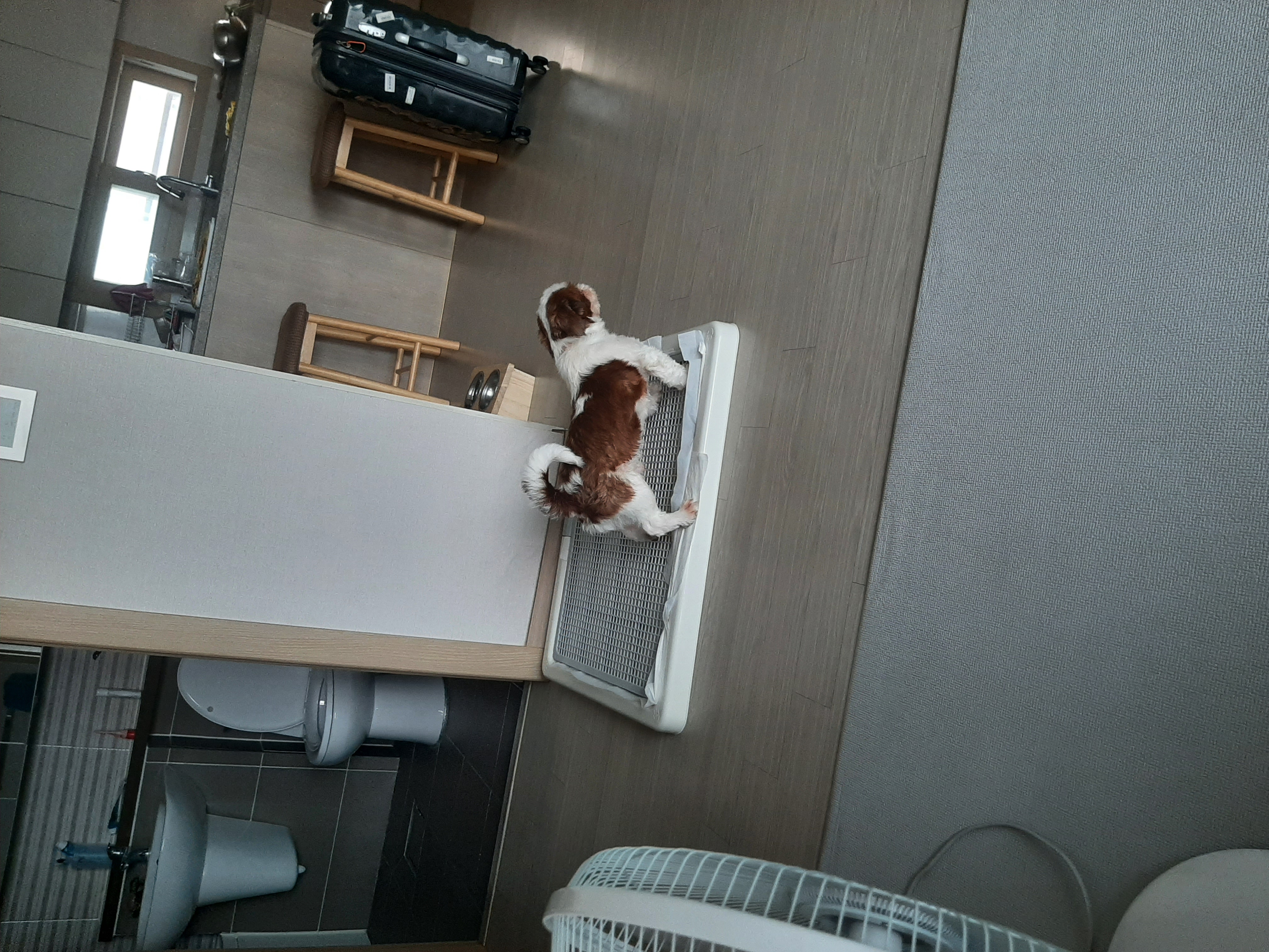 뽀야 3개월차후기