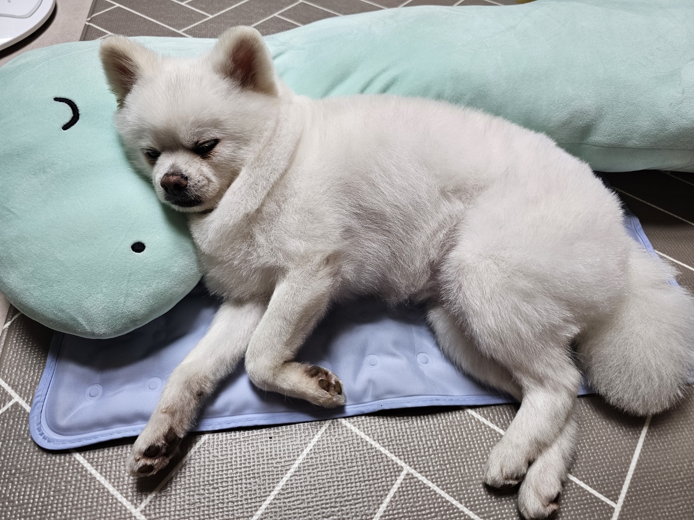안녕하세요.  저 햇살(뽀동)이예요