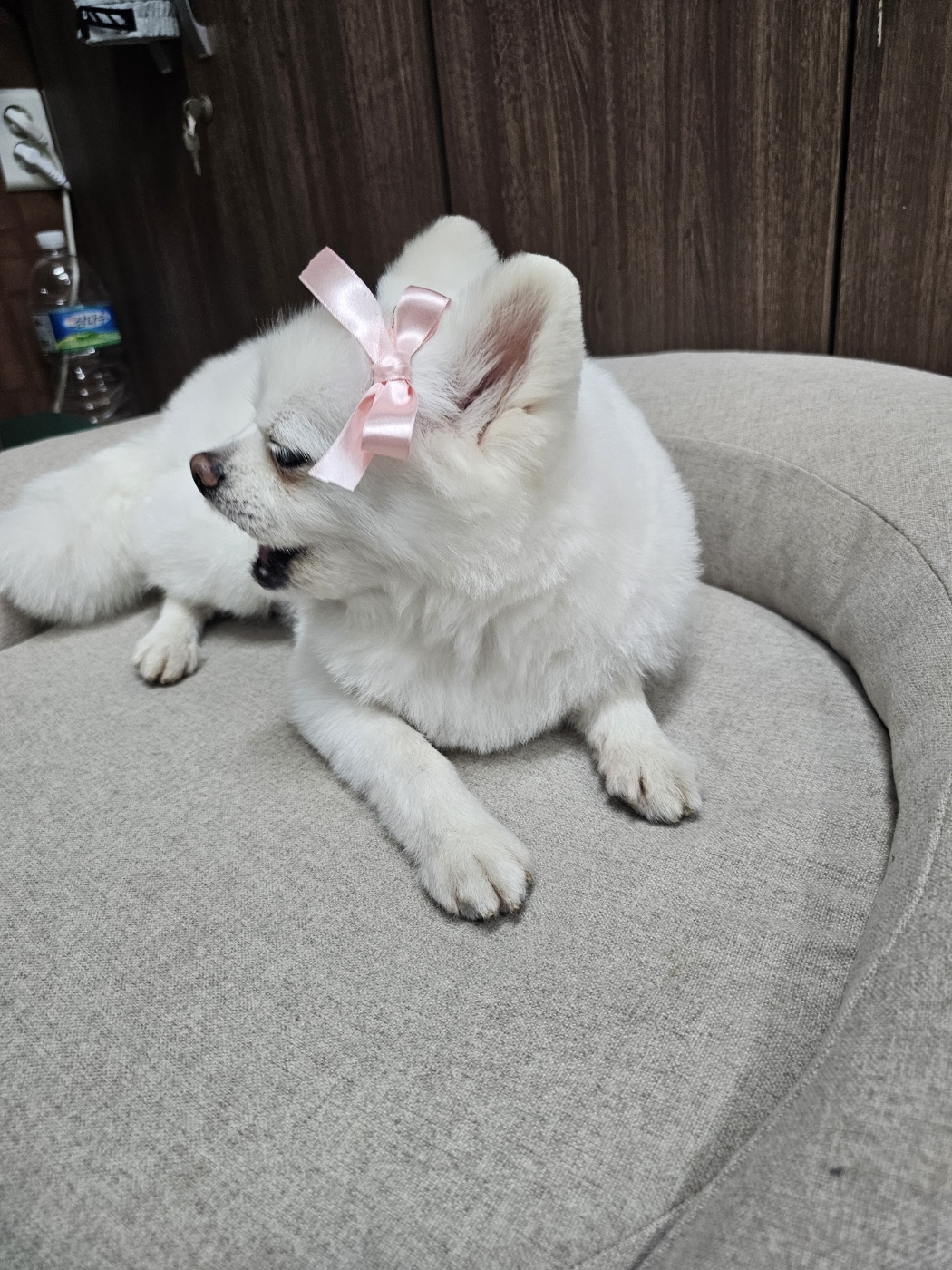 안녕하세요.  저 햇살(뽀동)이예요