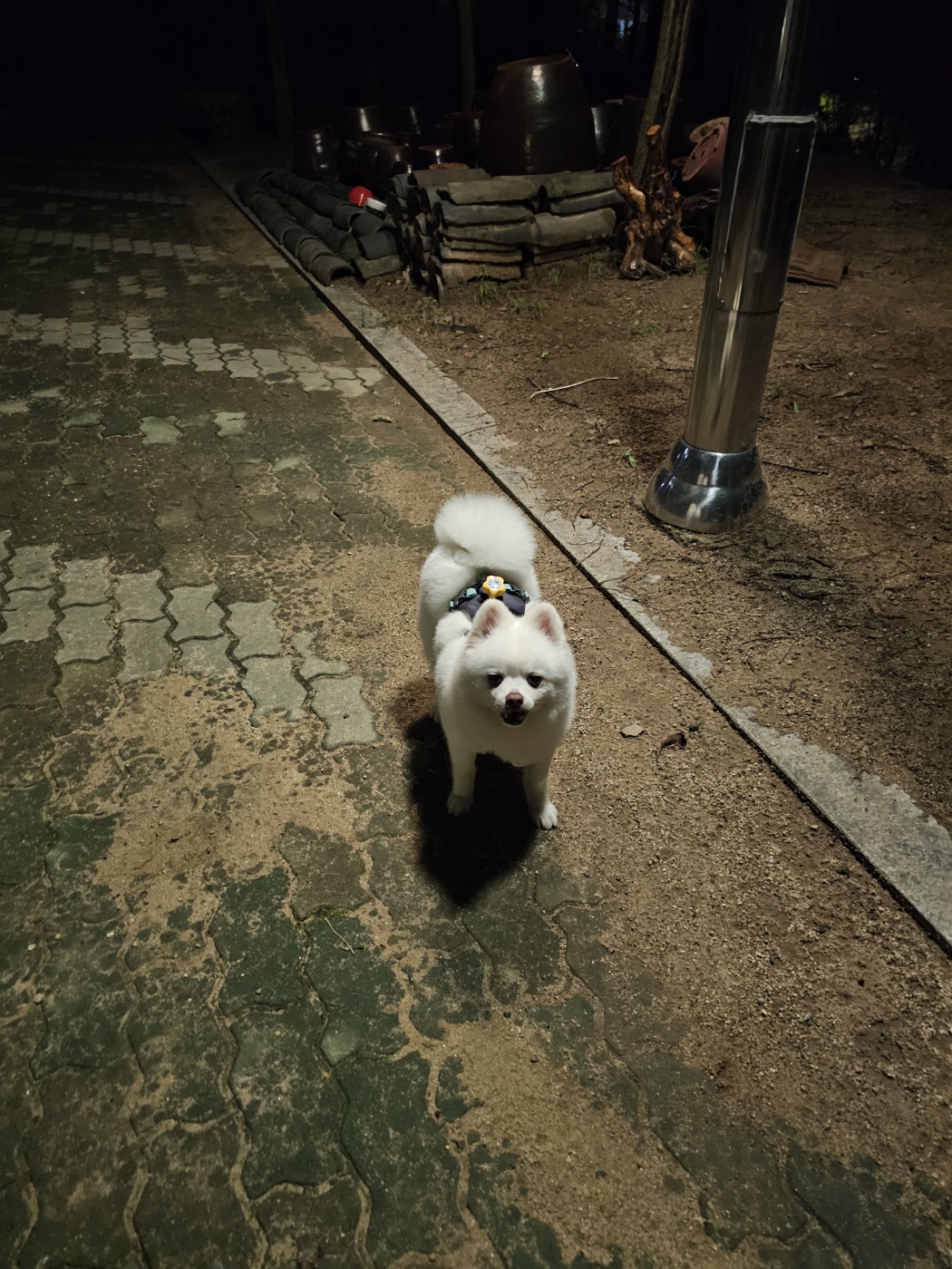 안녕하세요.  저 햇살(뽀동)이예요