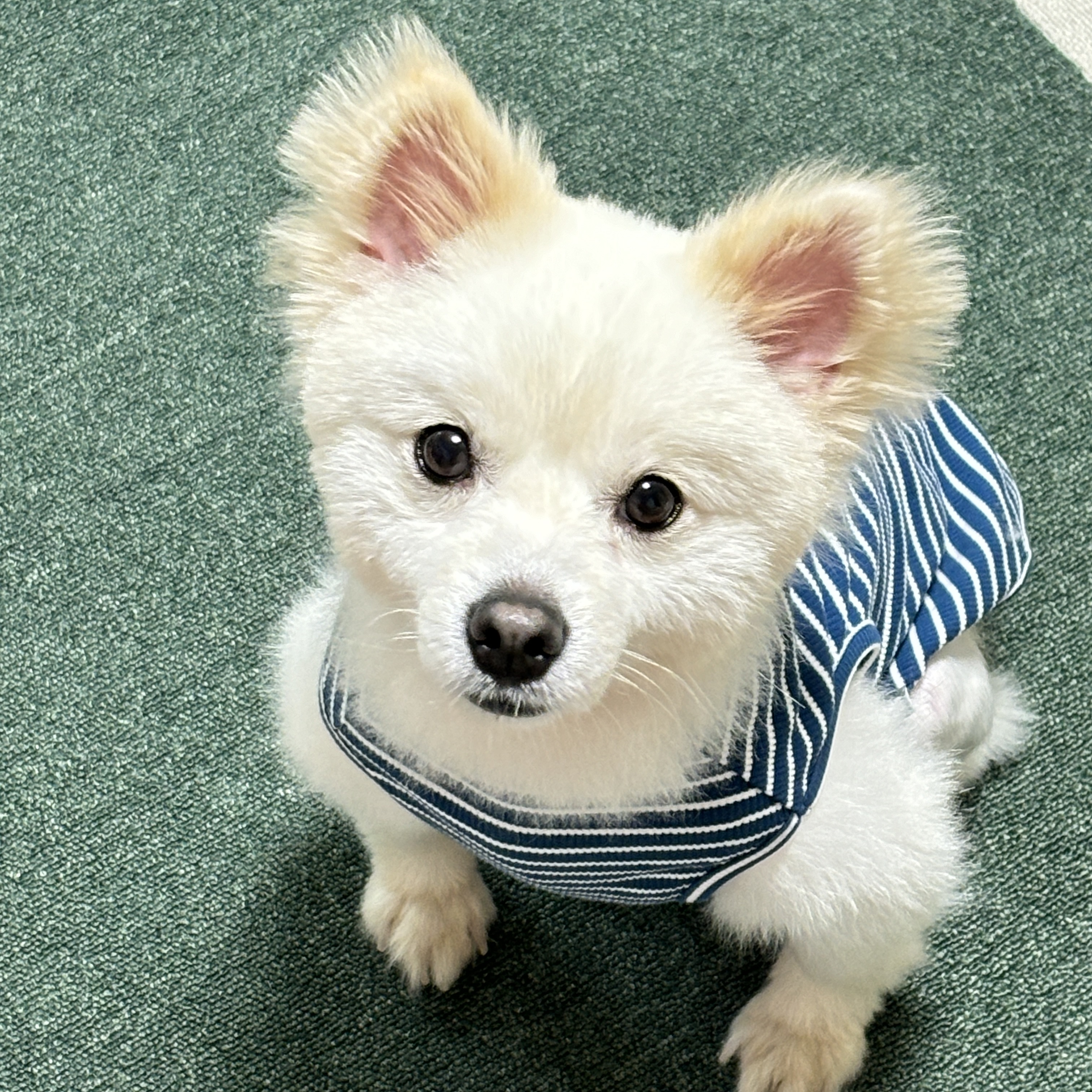(구)머피 (현)가루 임시보호 3개월 차