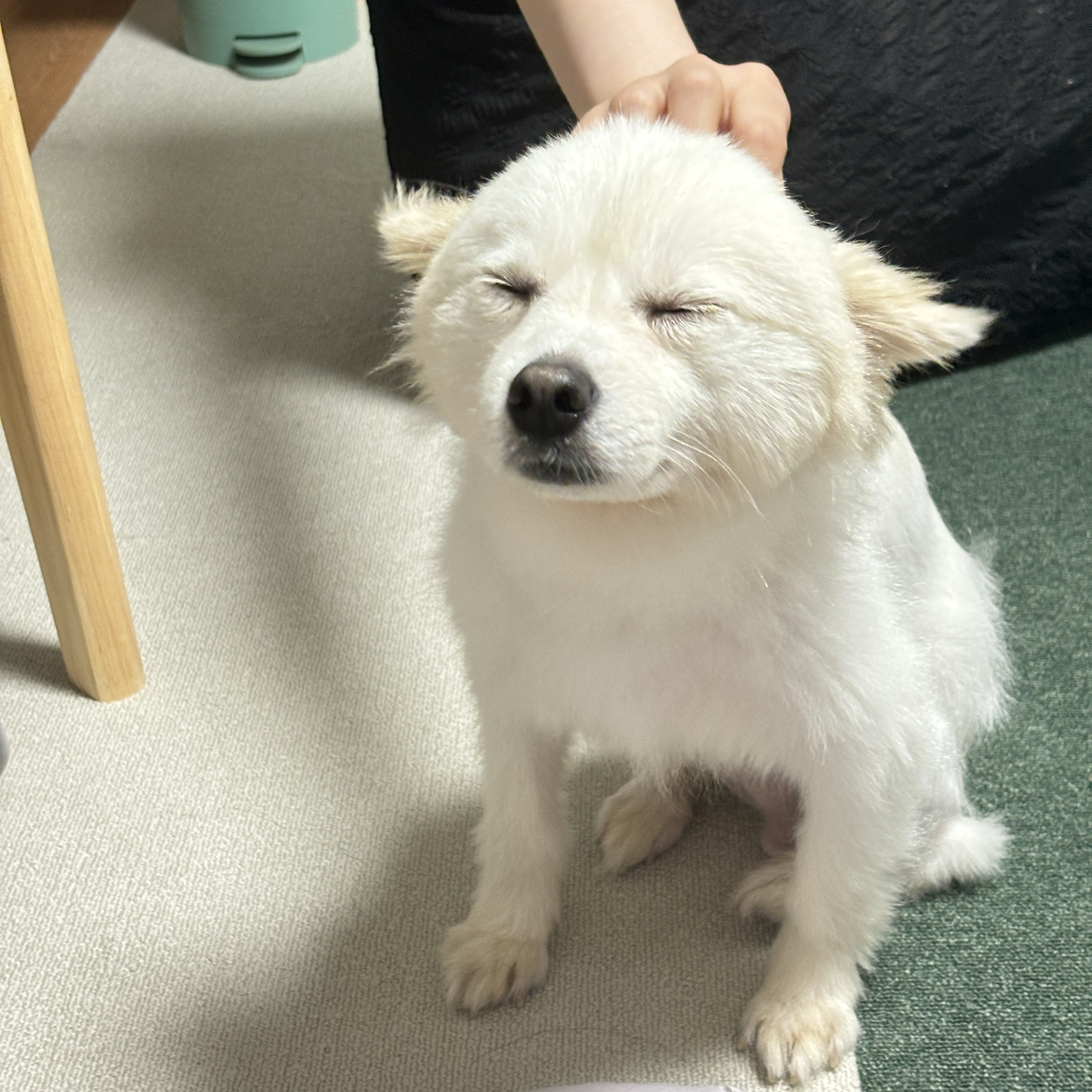 (구)머피 (현)가루 임시보호 3개월 차