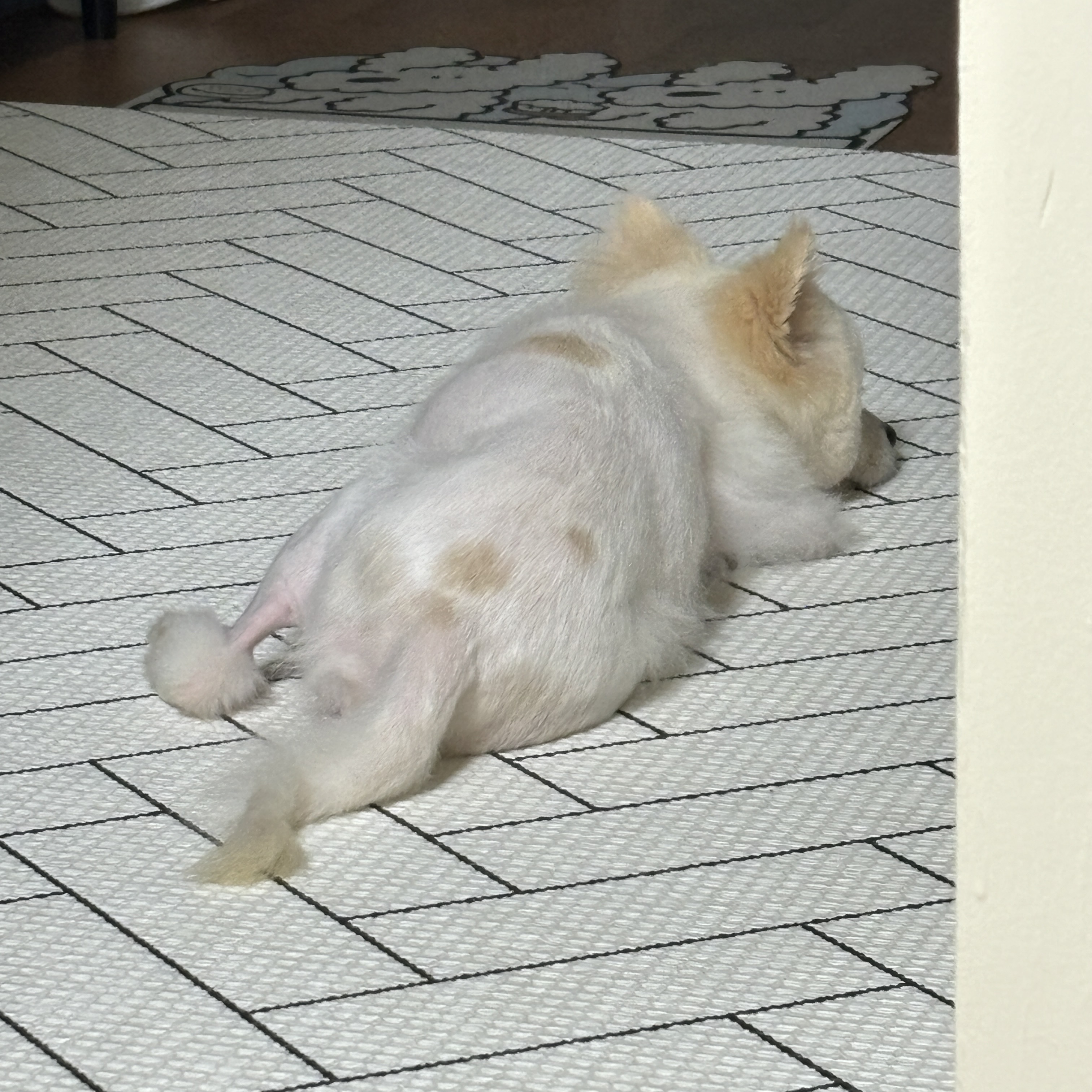 (구)머피 (현)가루 임시보호 3개월 차
