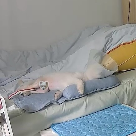 (구)머피 (현)가루 임시보호 3개월 차