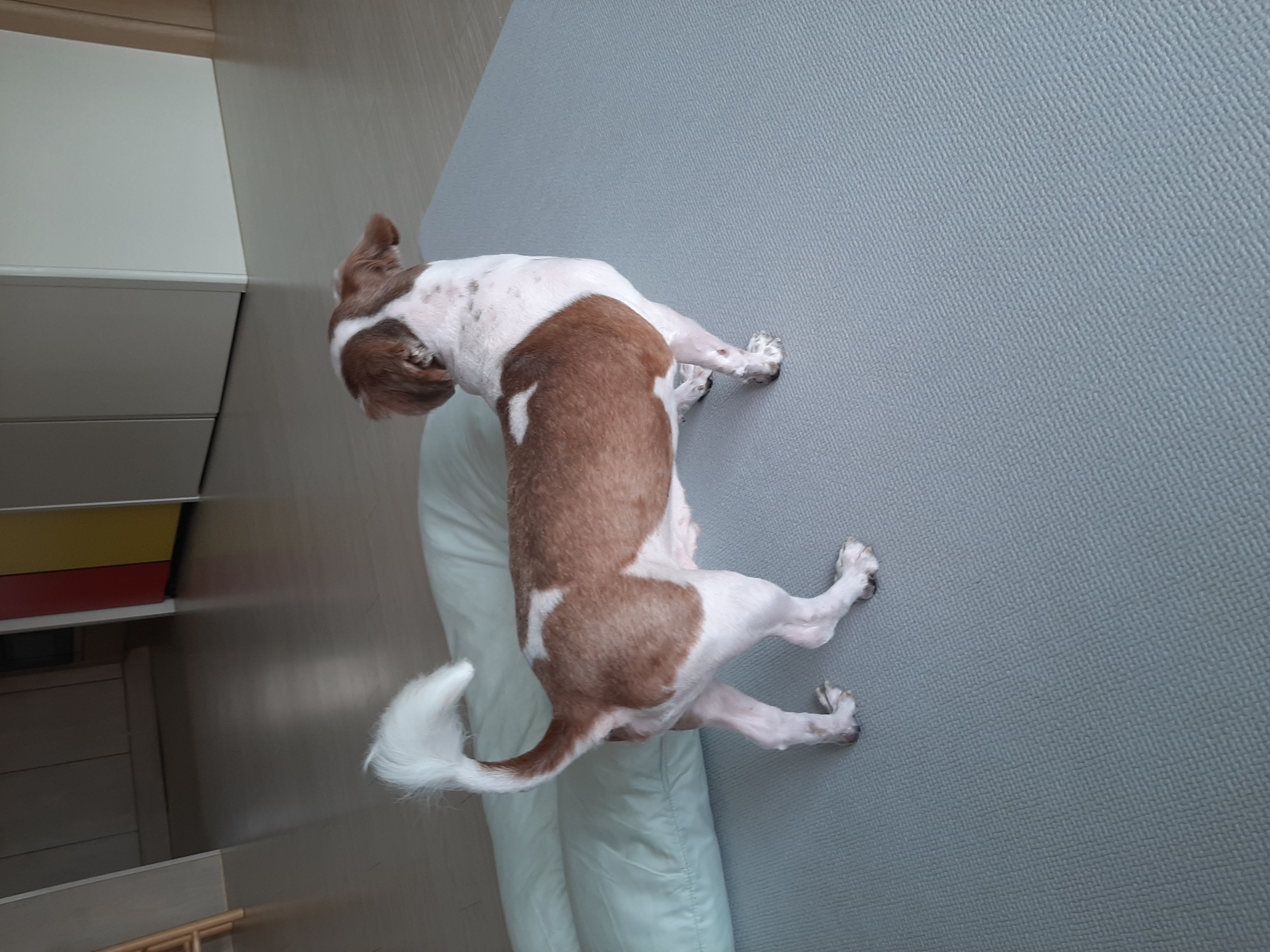 뽀야