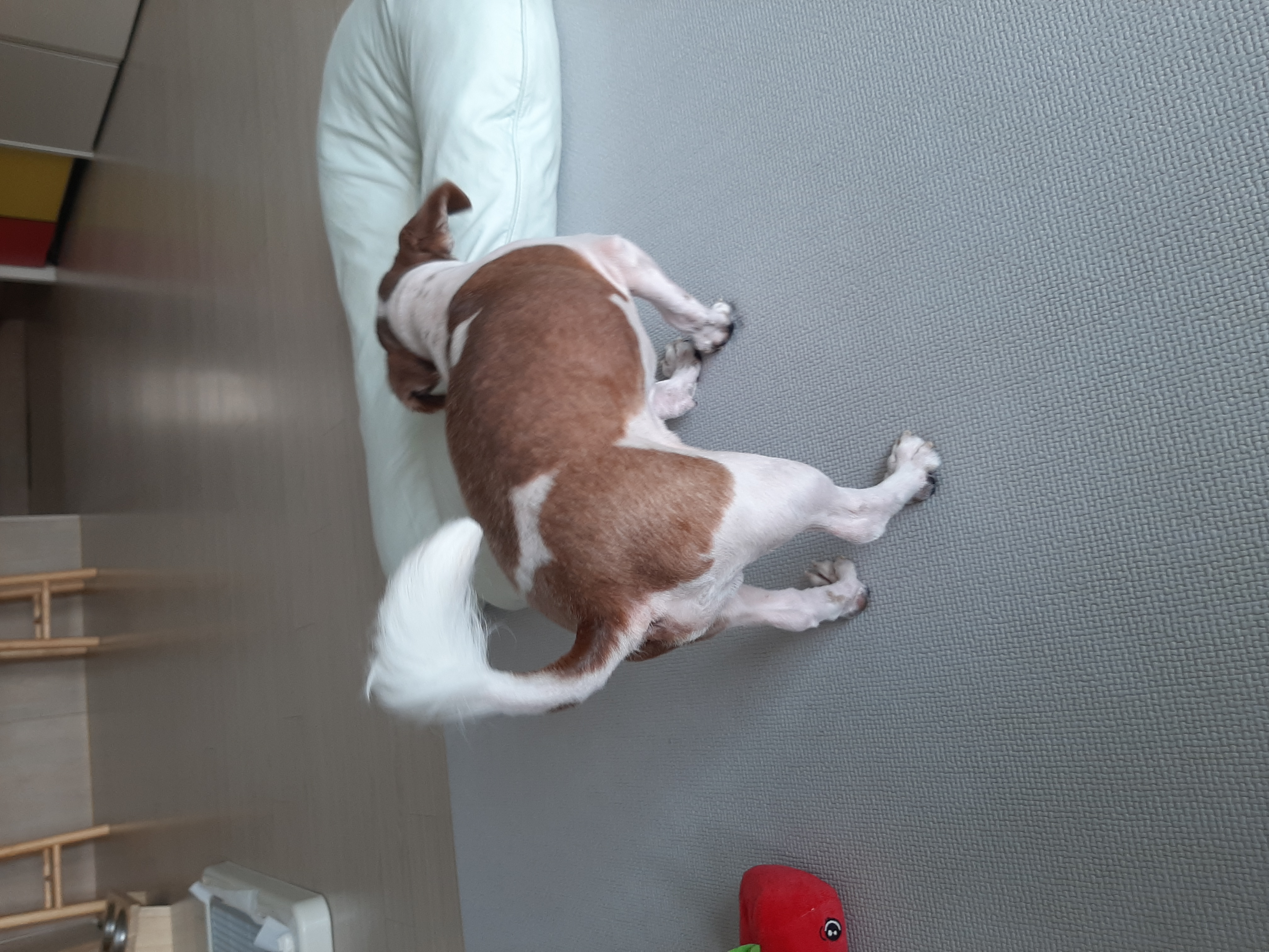 뽀야