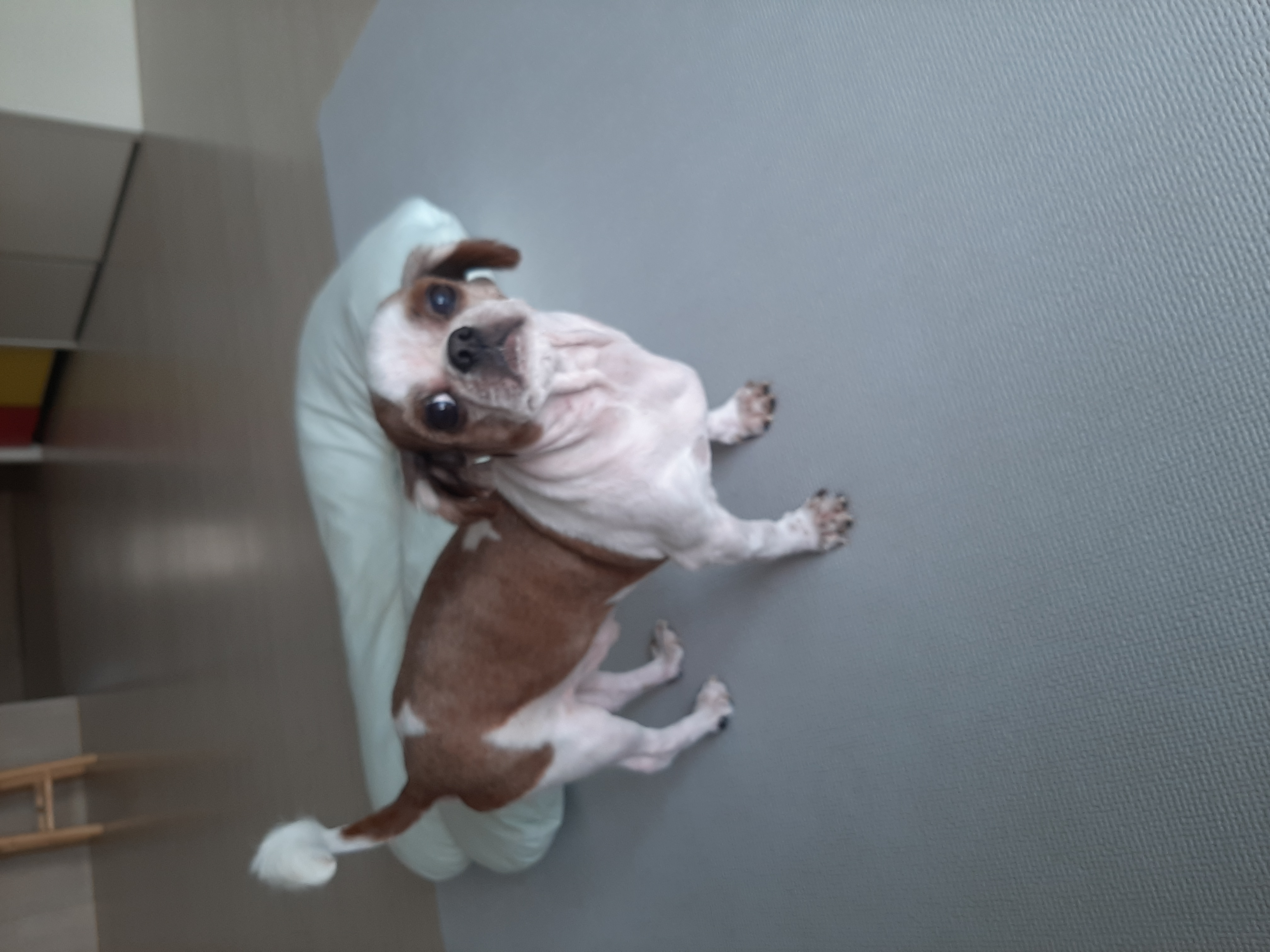 뽀야