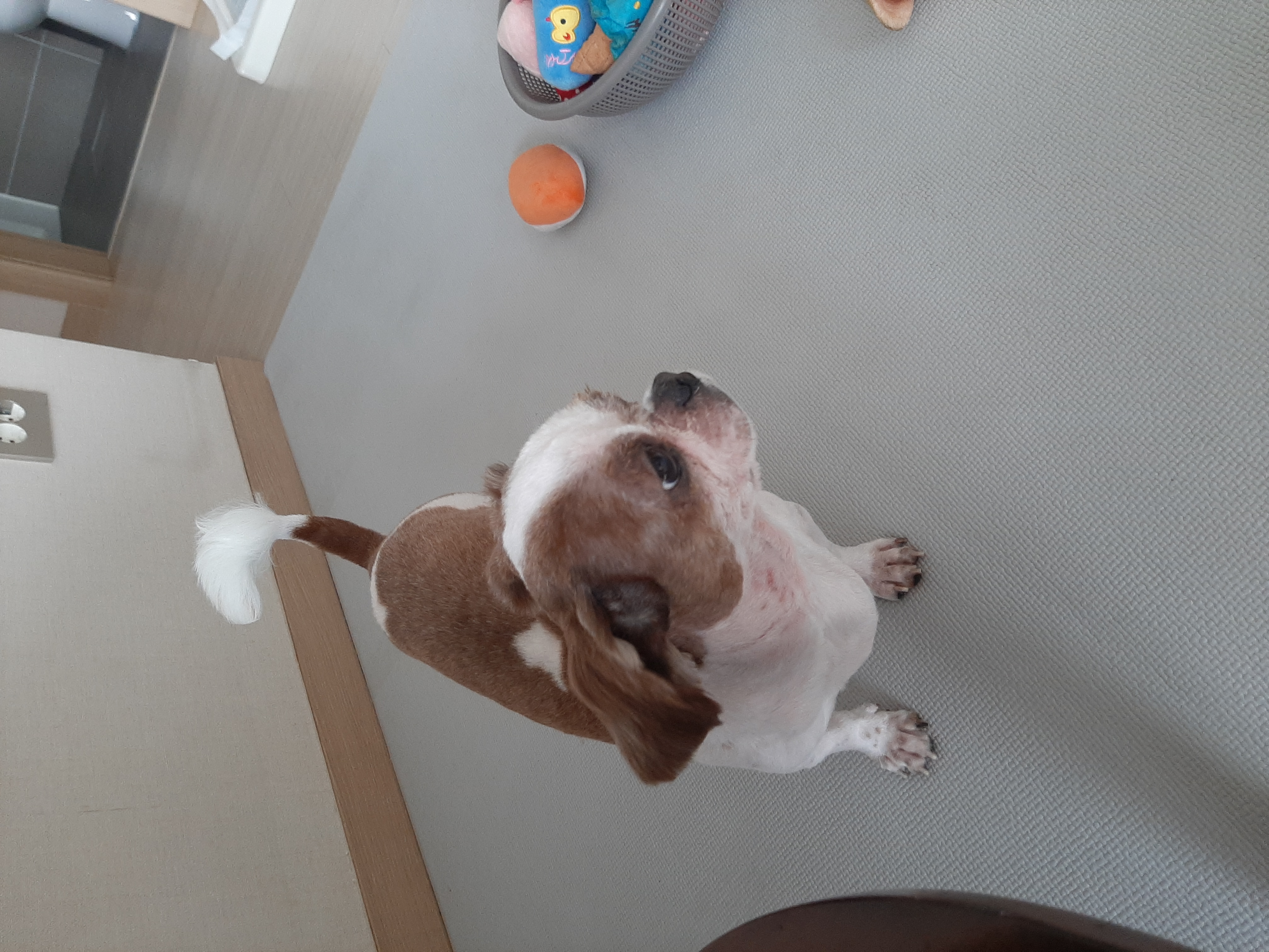 뽀야