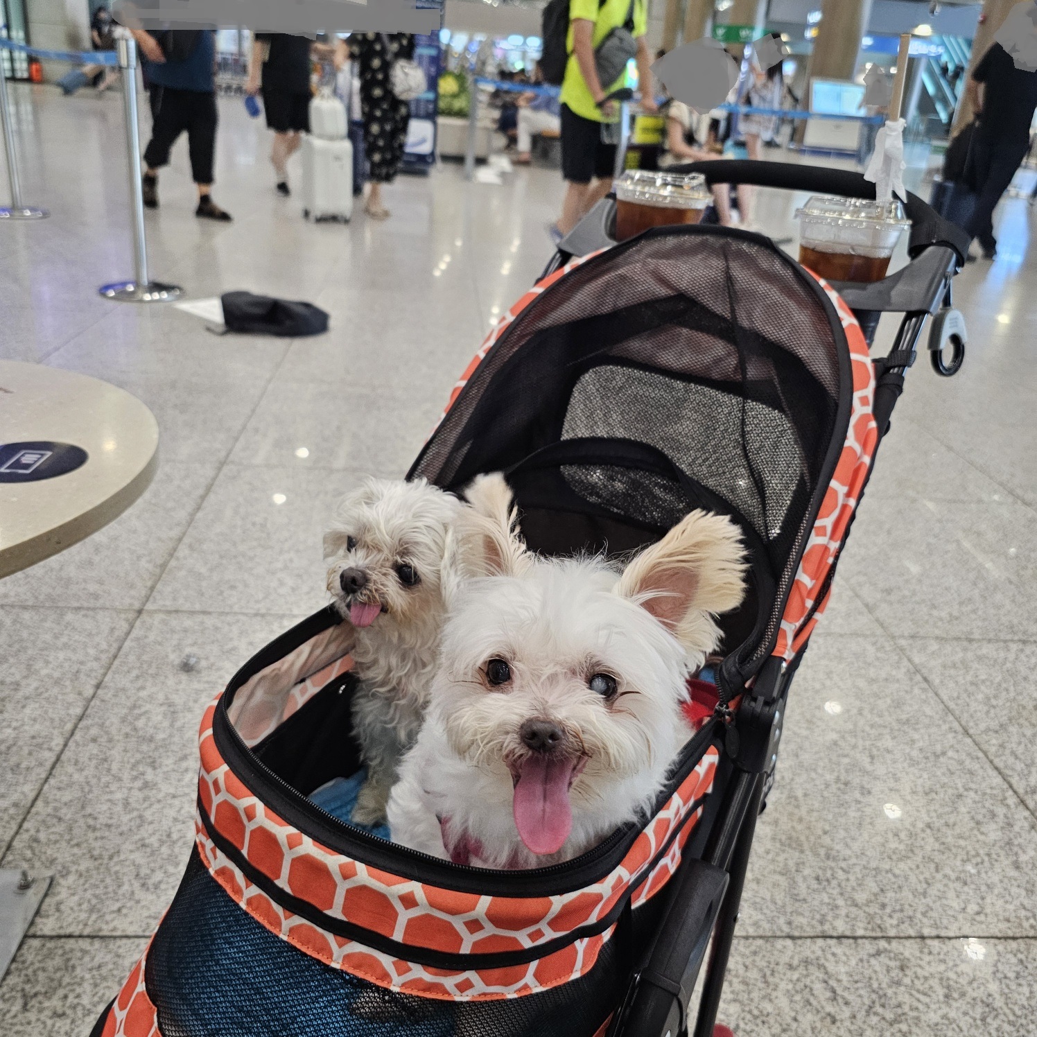 꽃순이와 라희입니다. 