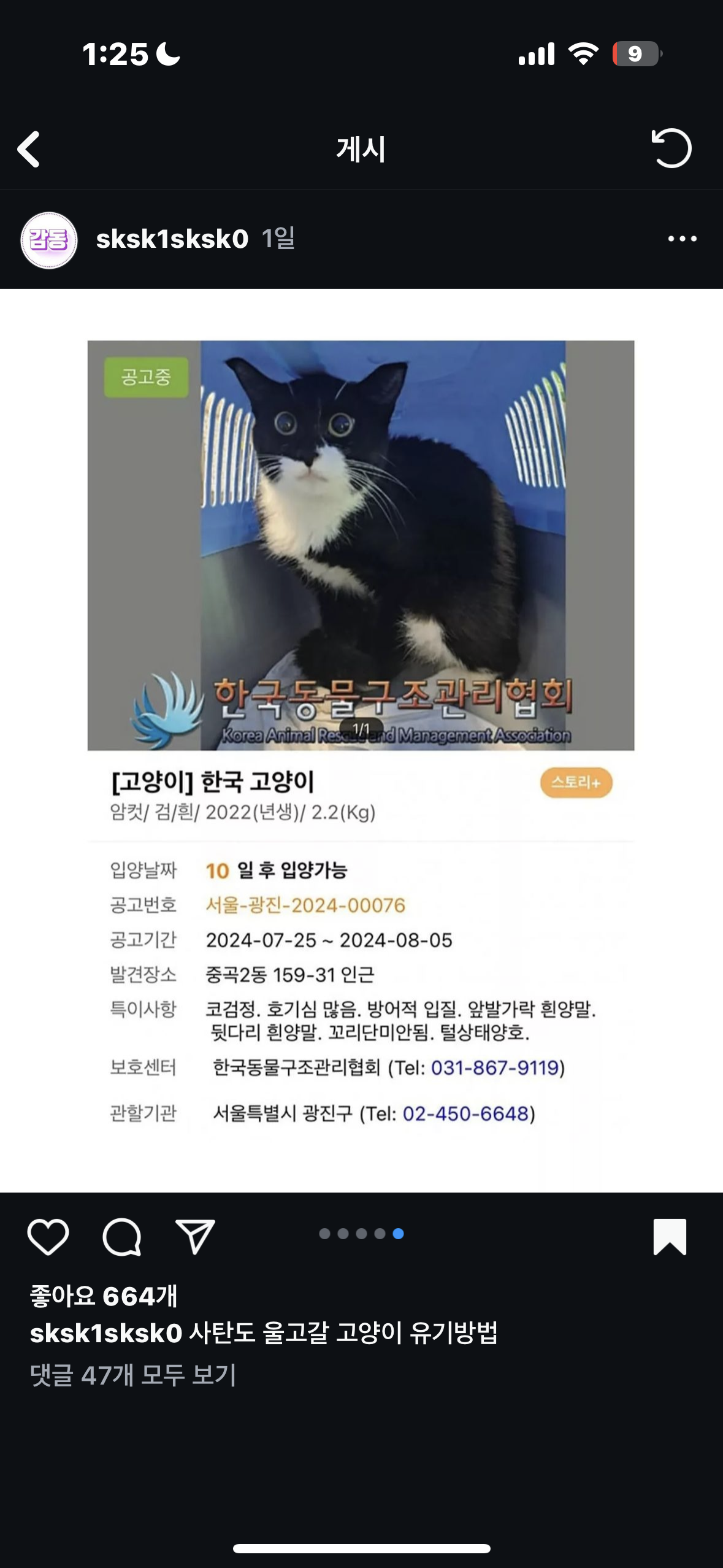 집냥이가 하루아침에 죽게생겼습니다