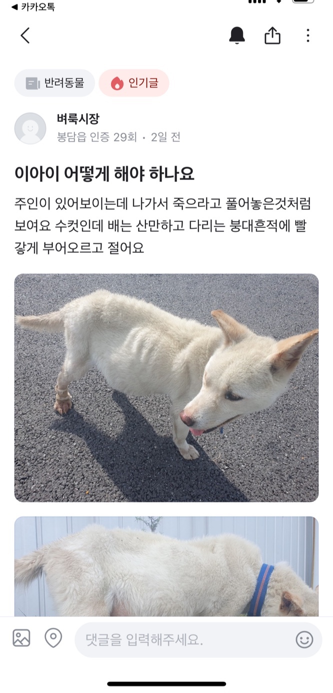 복수가 터질것만 같은 배로 뜨거운 땡볕 아래에서 죽음을 기다리고 있는 강아지를 제발 제발 구해주세요..