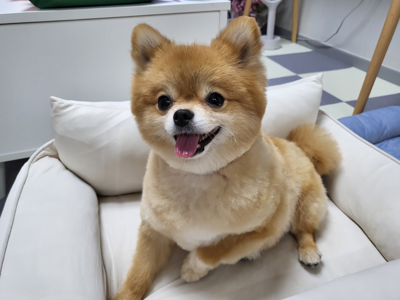쿠키의 입양 3개월 이야기(구 뽀미)