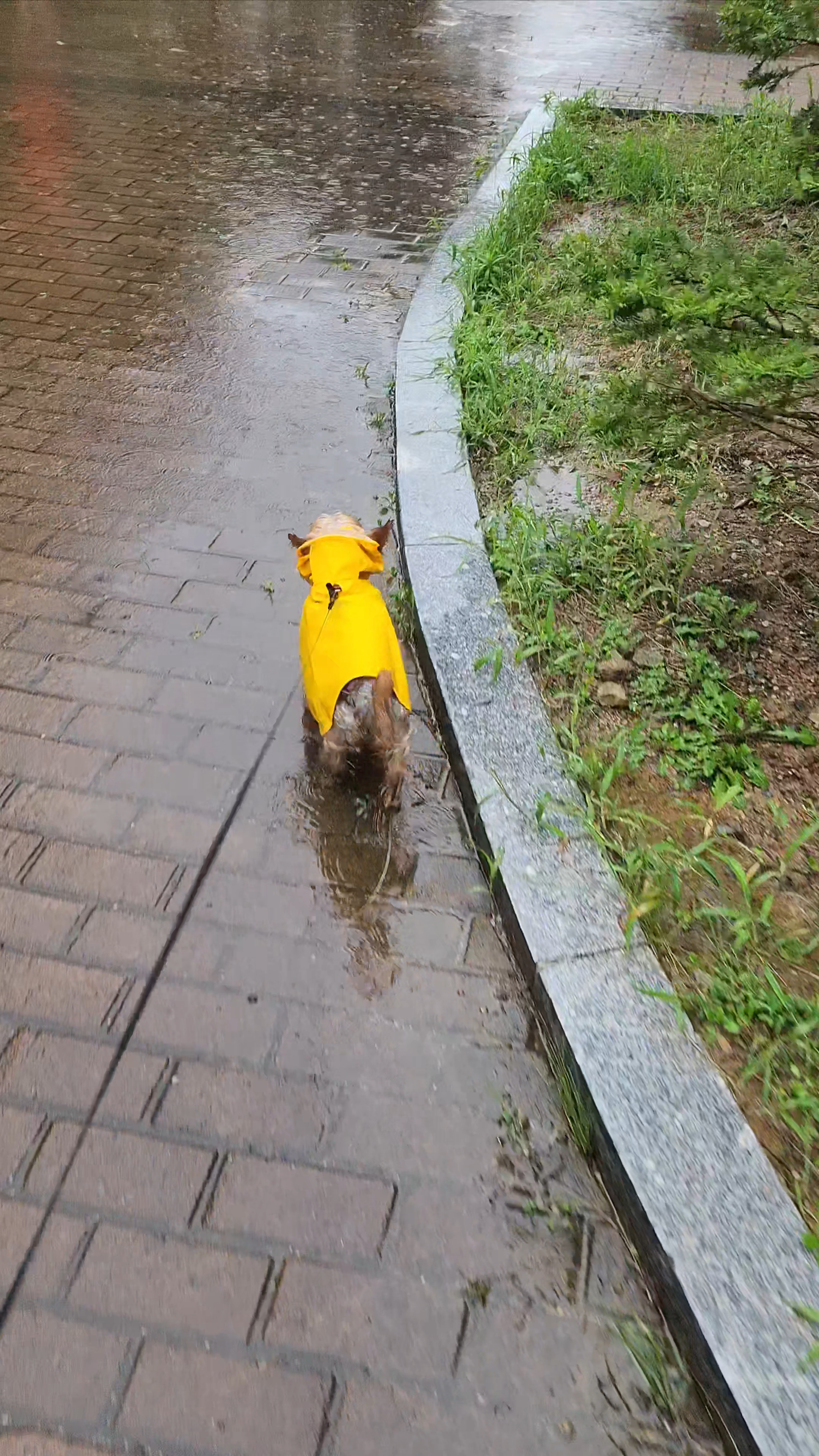 뽀테 임보 3개월차
