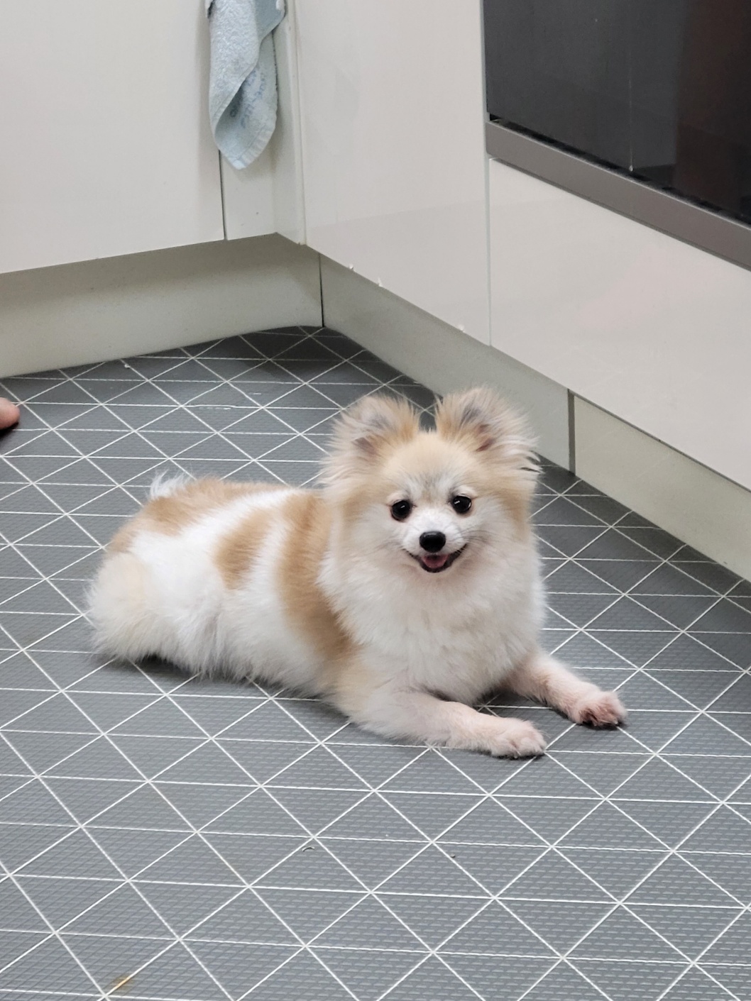 사랑이 입양 3개월차 후기입니다.(구 뽀둥이)