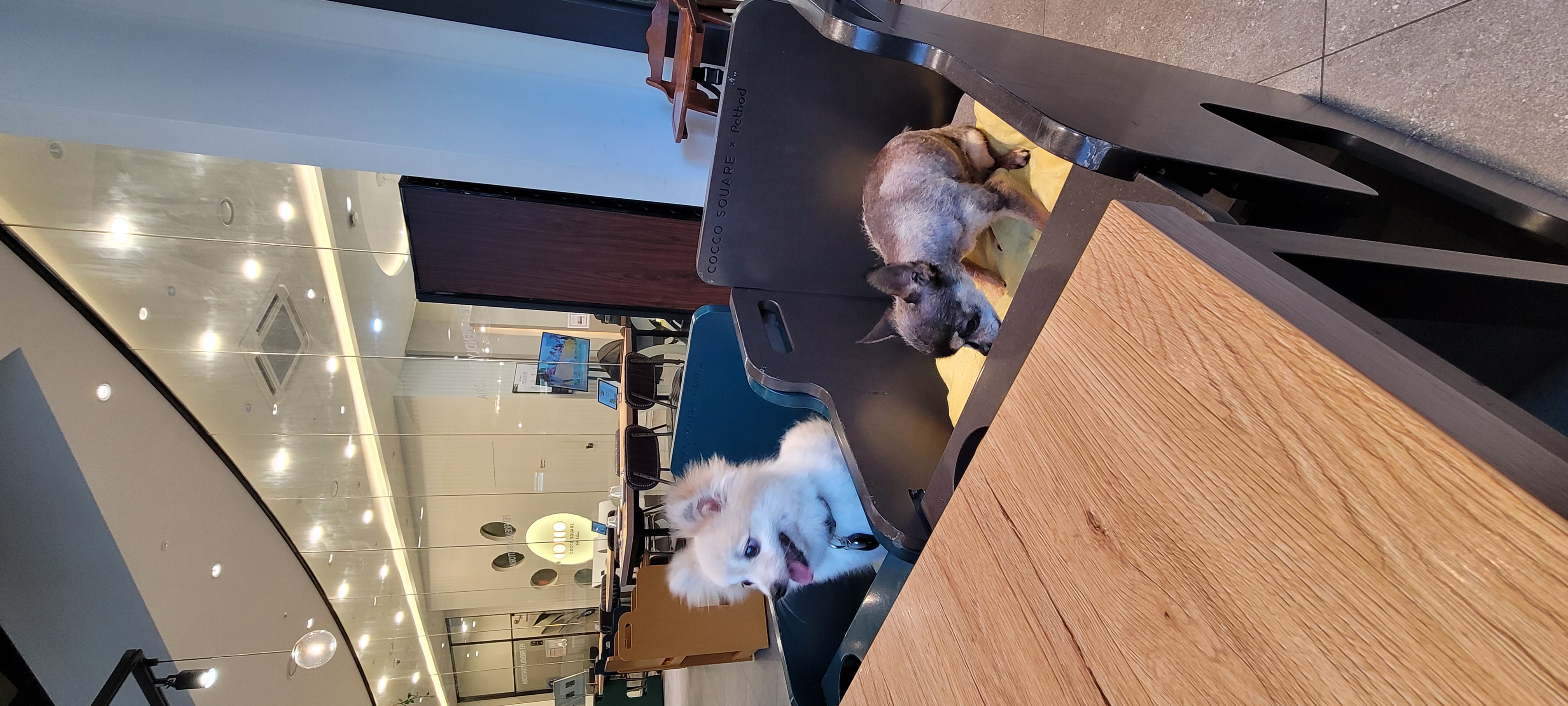 사랑이 입양 3개월차 후기입니다.(구 뽀둥이)