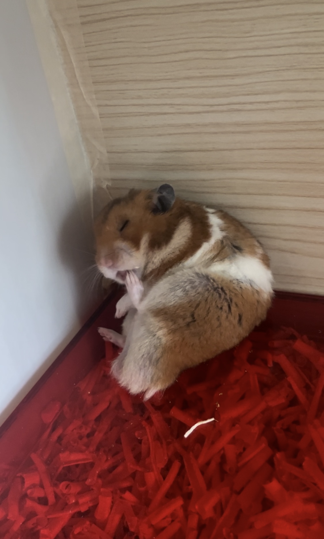 온햄이 근황입니다
