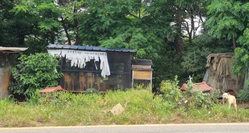 도로변 불법 소규모 개농장 아이들 좀 구해주세요