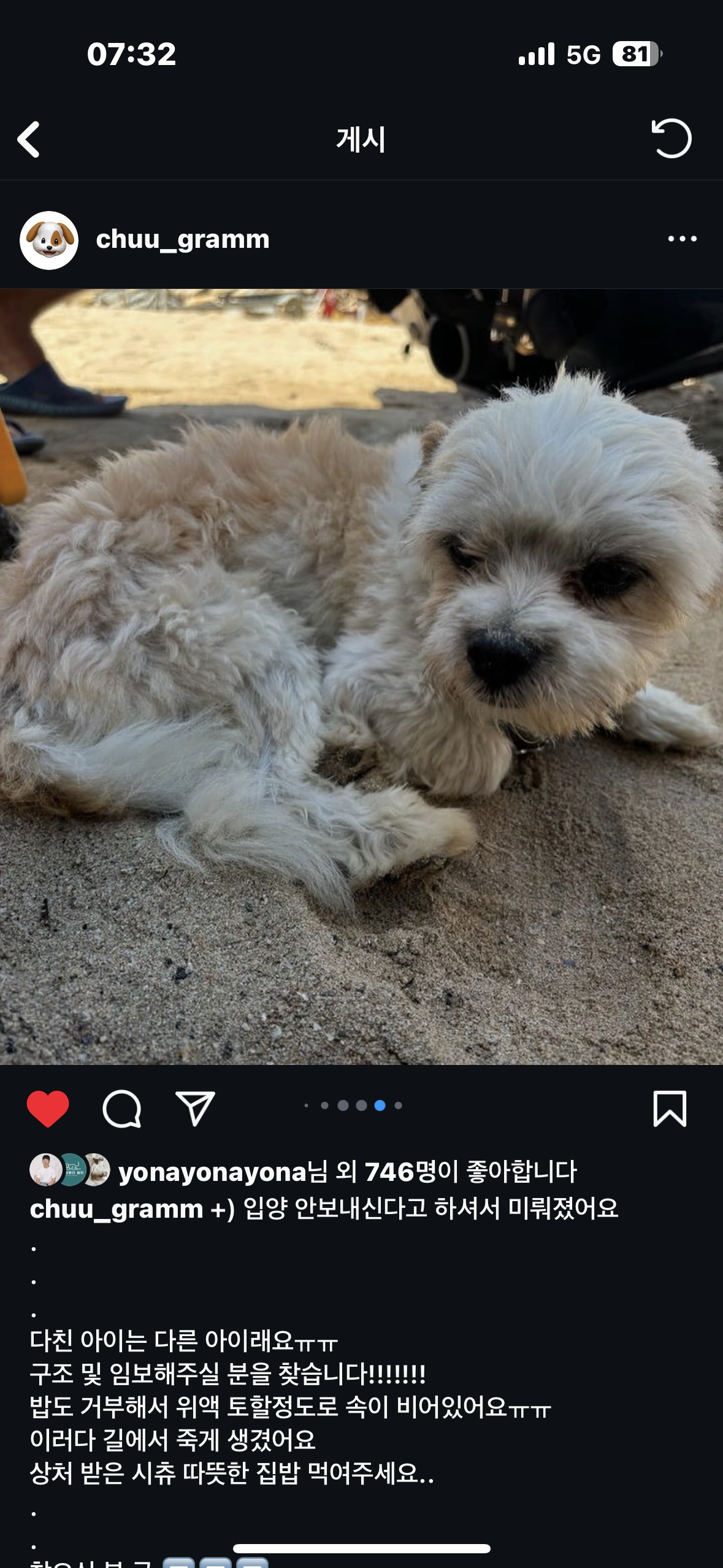 울산 길거리 강아지