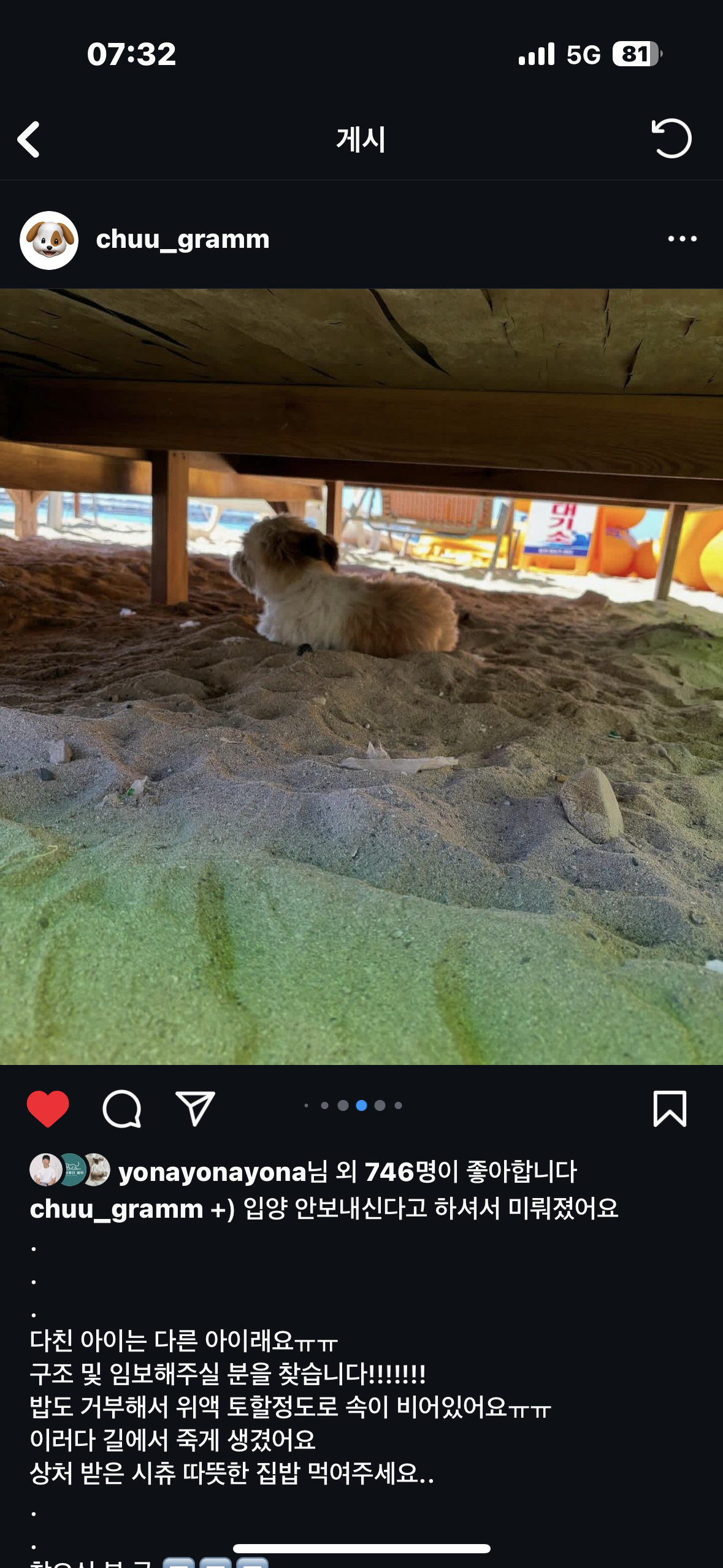 울산 길거리 강아지
