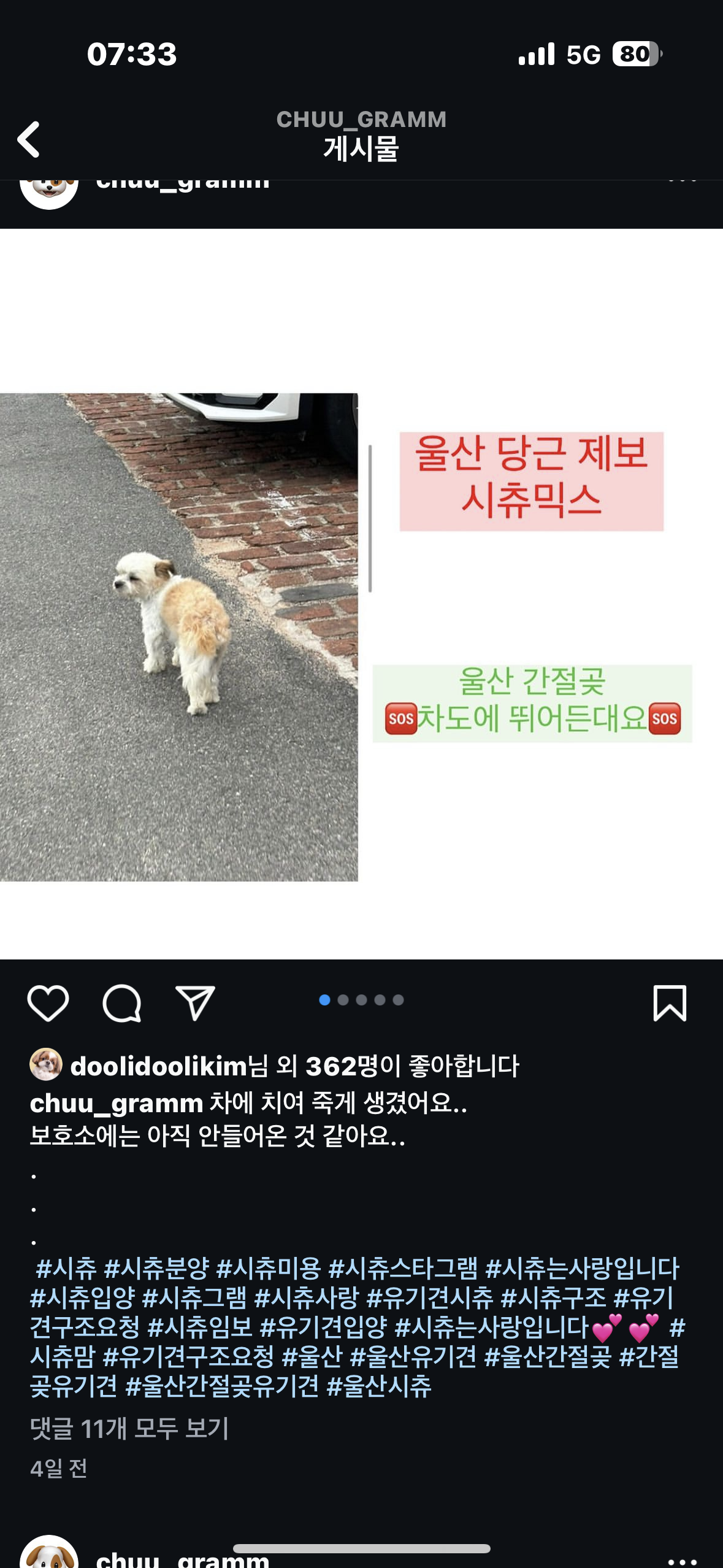 울산 길거리 강아지
