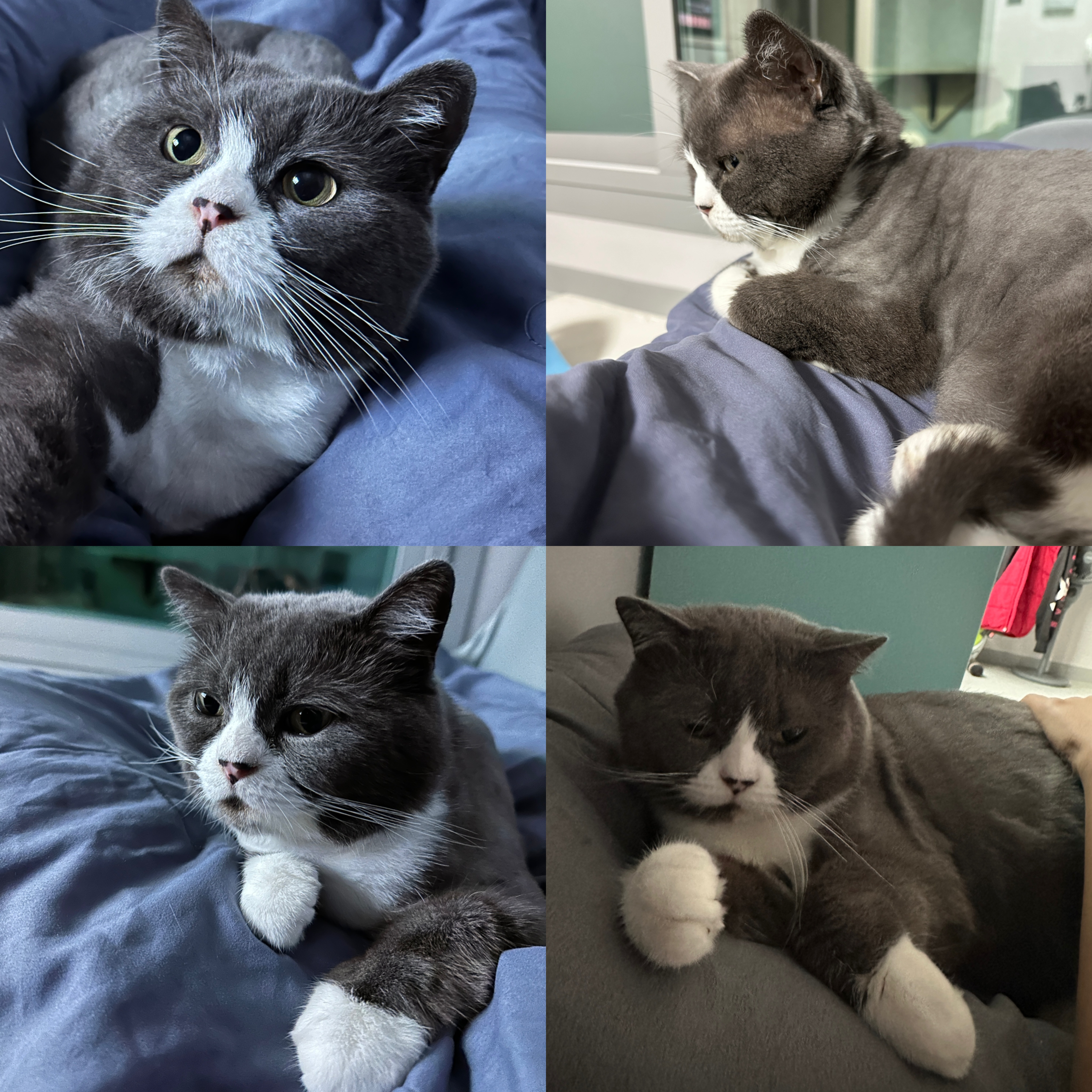 주몽(건우)정식 입양 